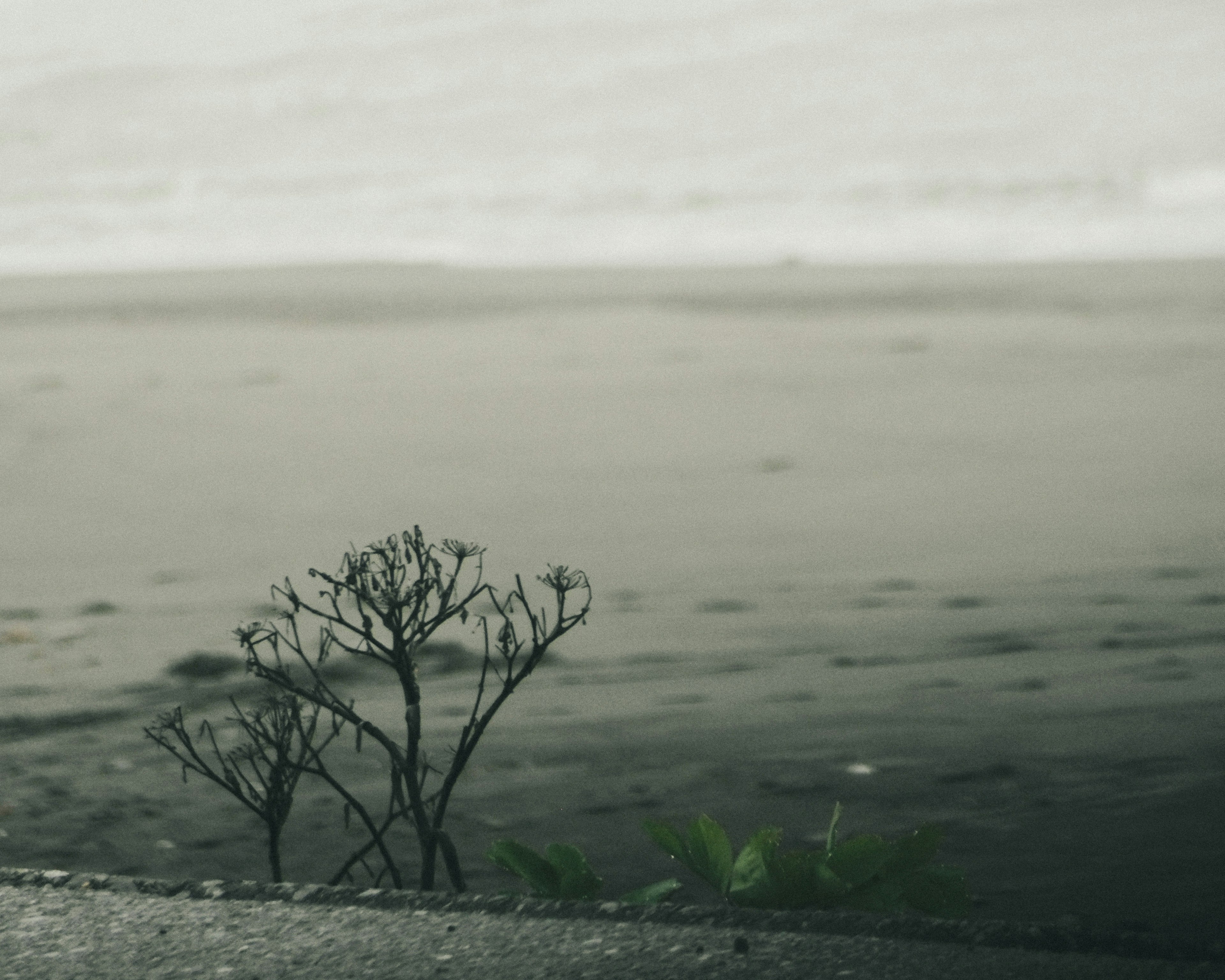 海滩上生长的枯萎植物特写