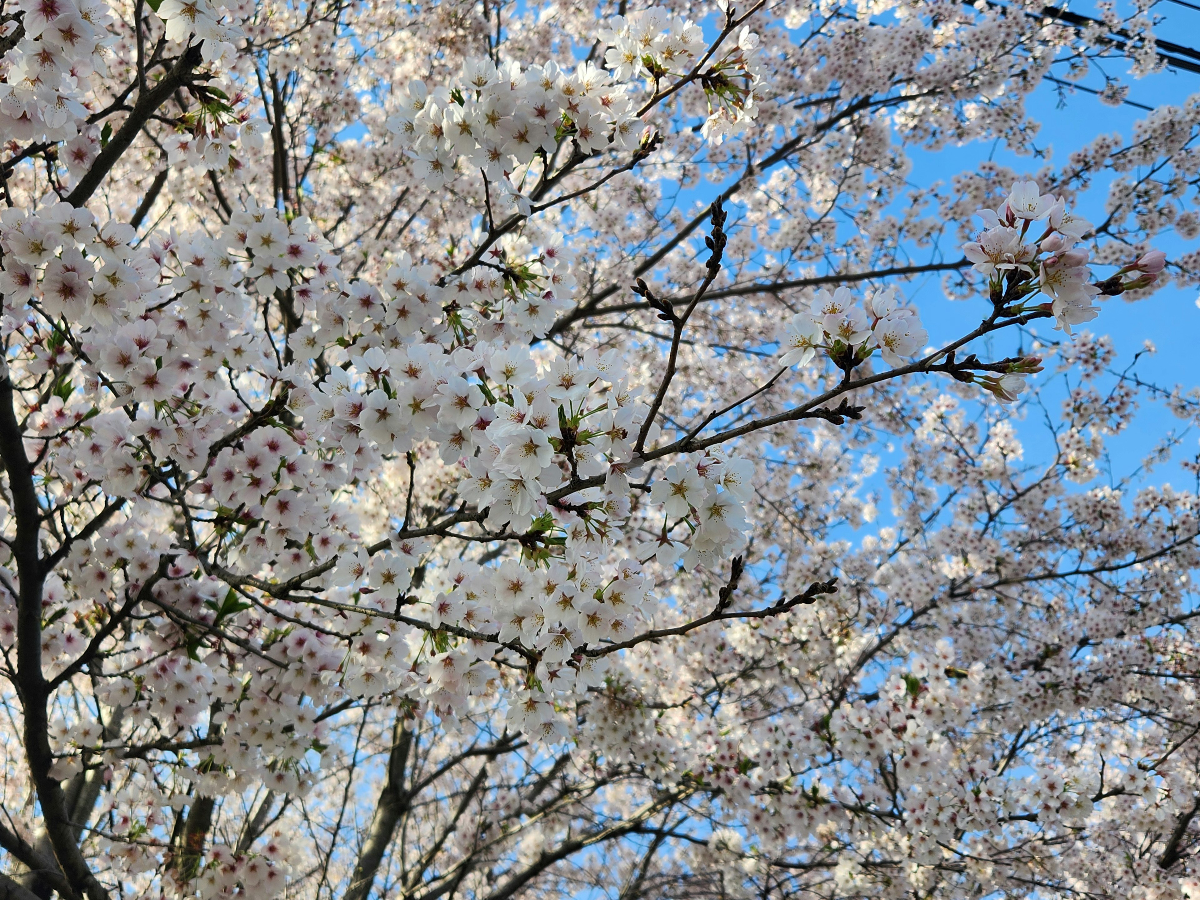 Cherry blossom branches in full bloom against a blue sky