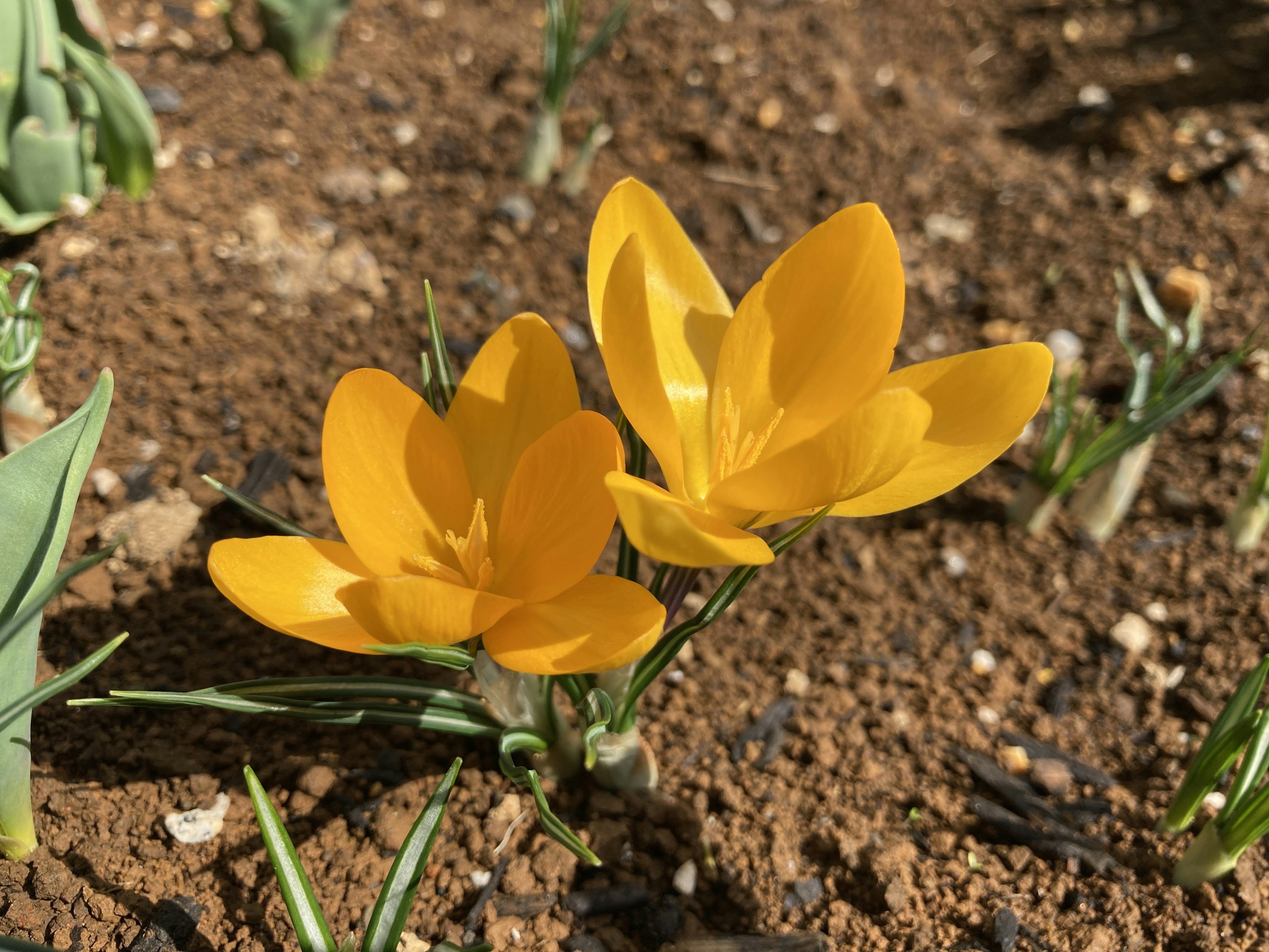 Two bright yellow crocuses blooming in the soil