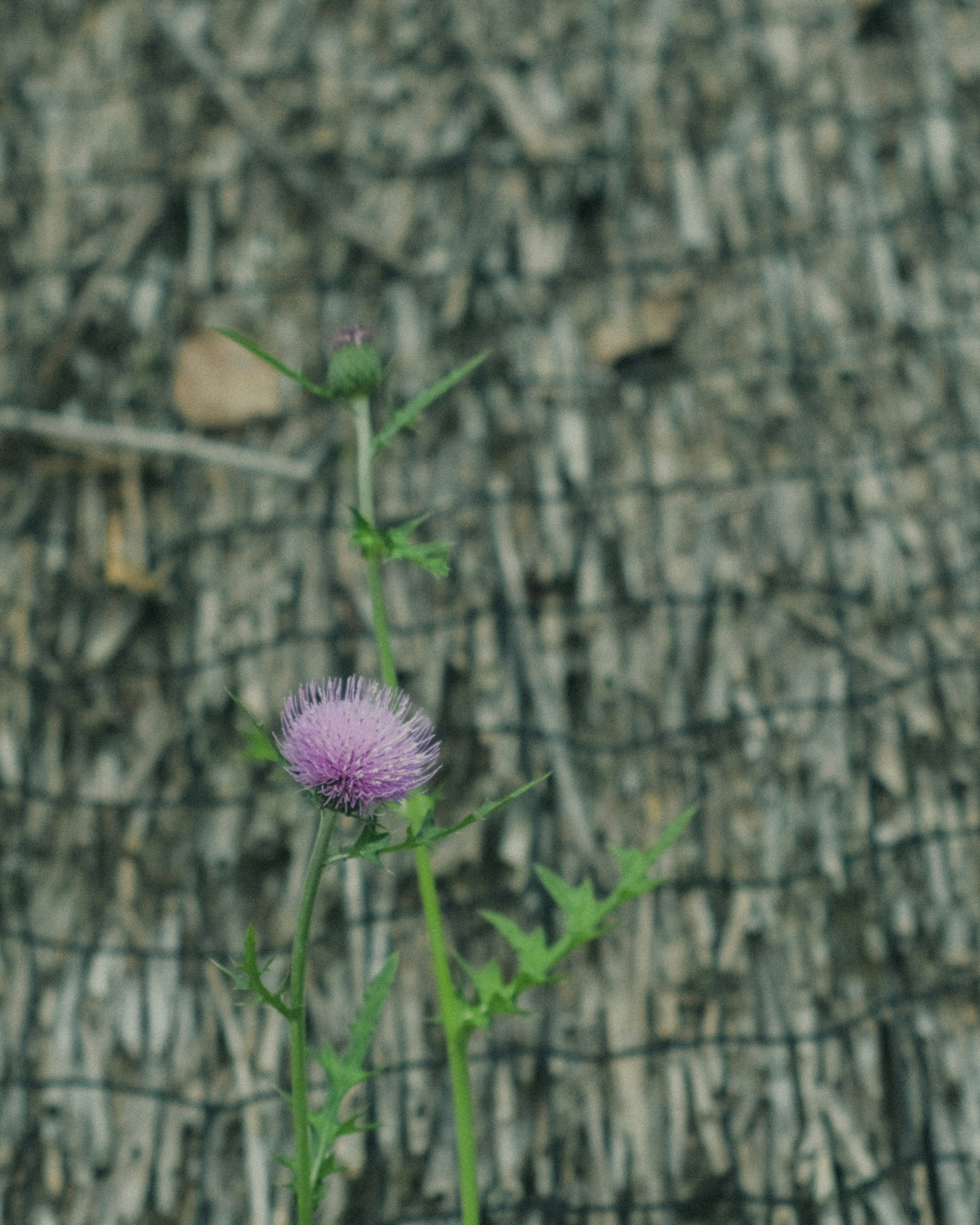 紫色の花と緑の茎が特徴的な植物が乾燥した地面に咲いている