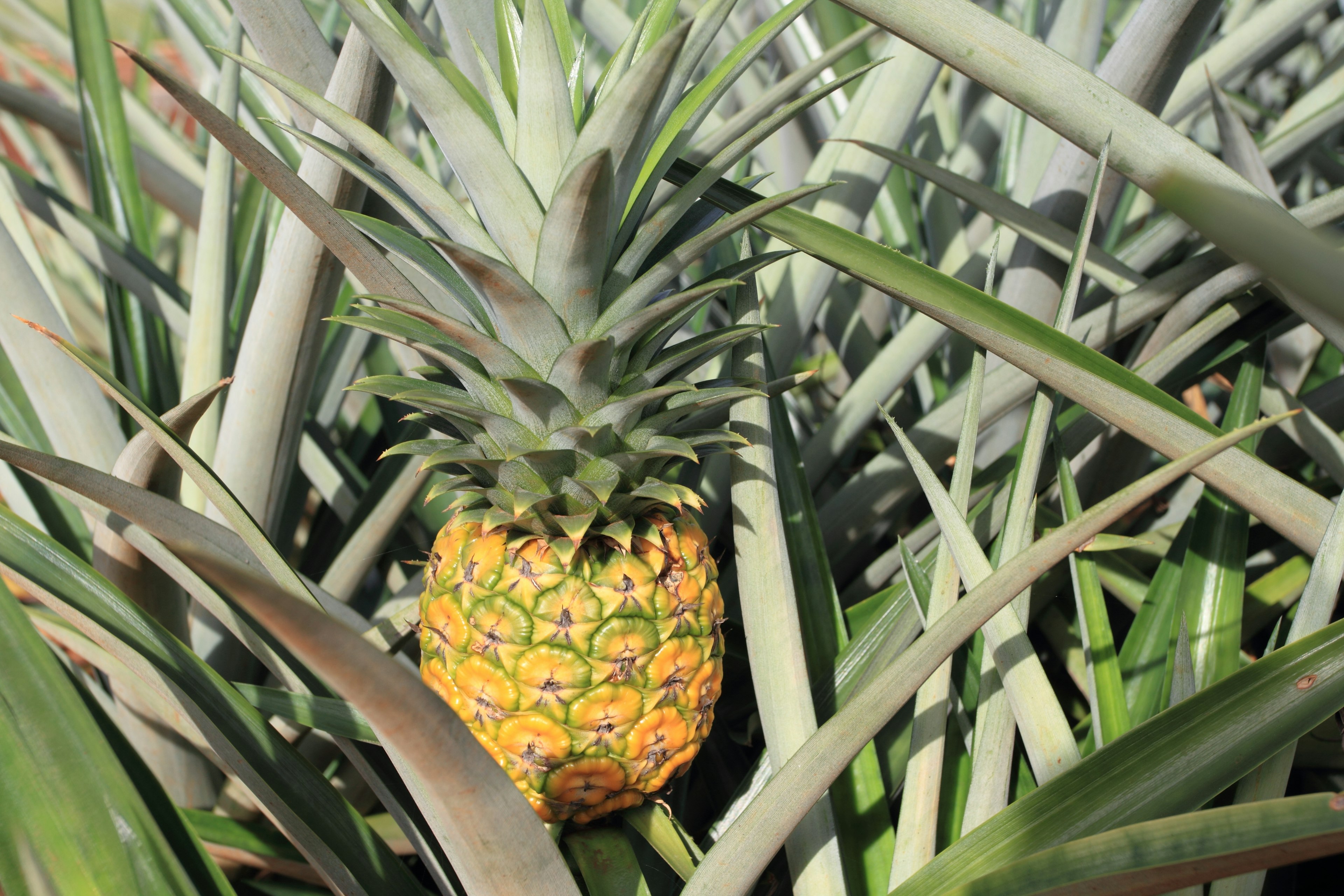 Pineapple surrounded by green leaves