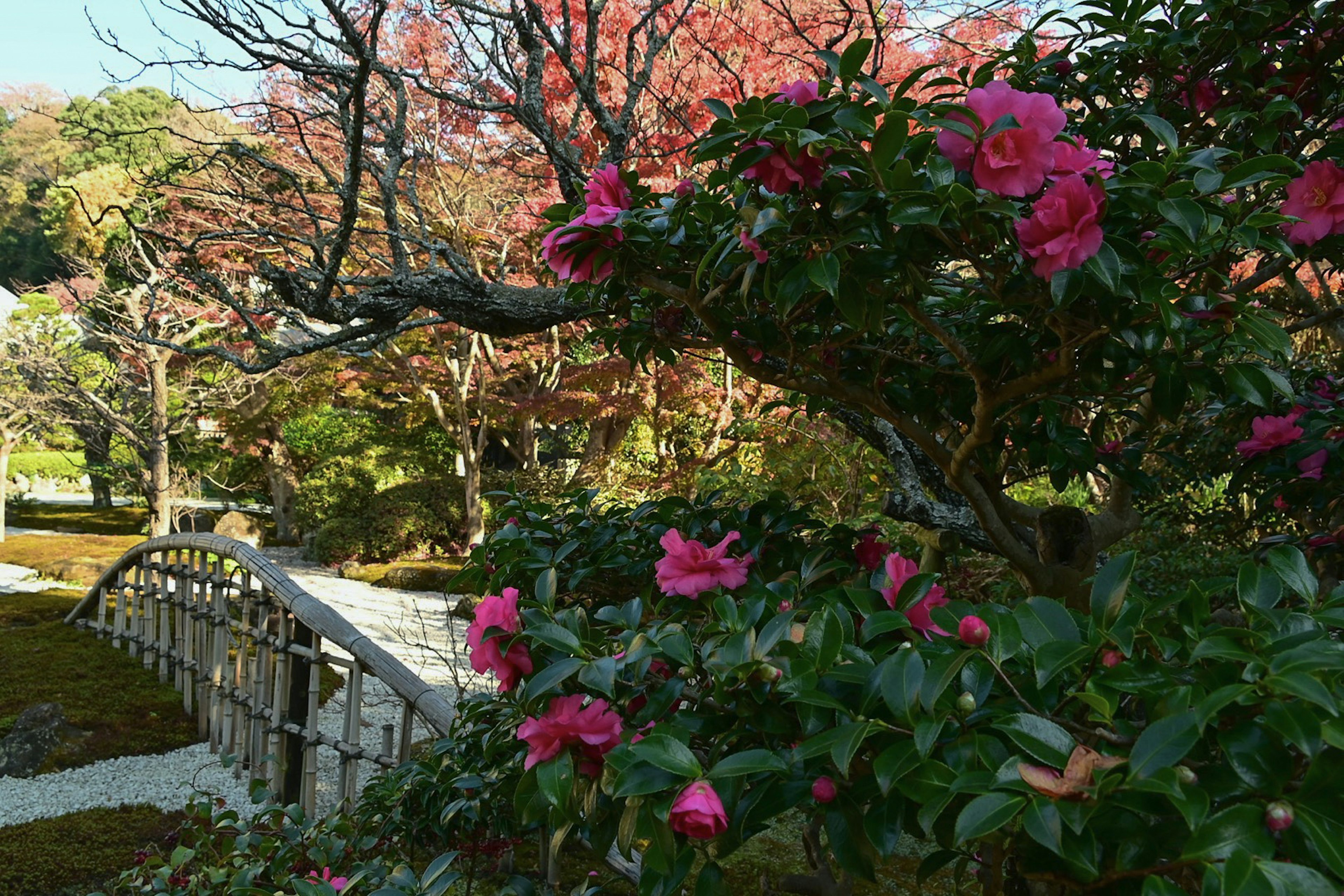 美しい庭に咲くピンクの花と木々の風景