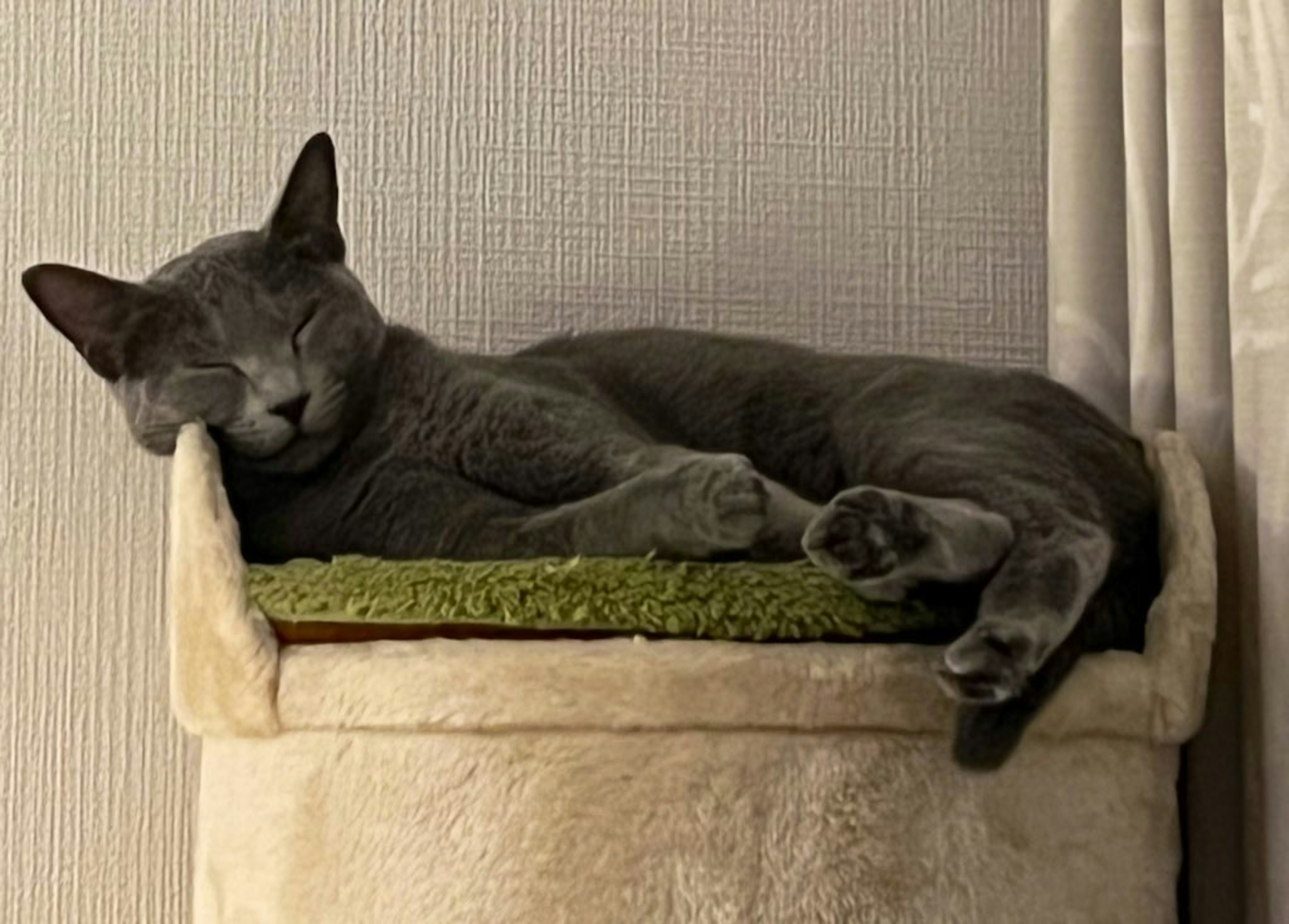 Gato gris durmiendo en un árbol para gatos