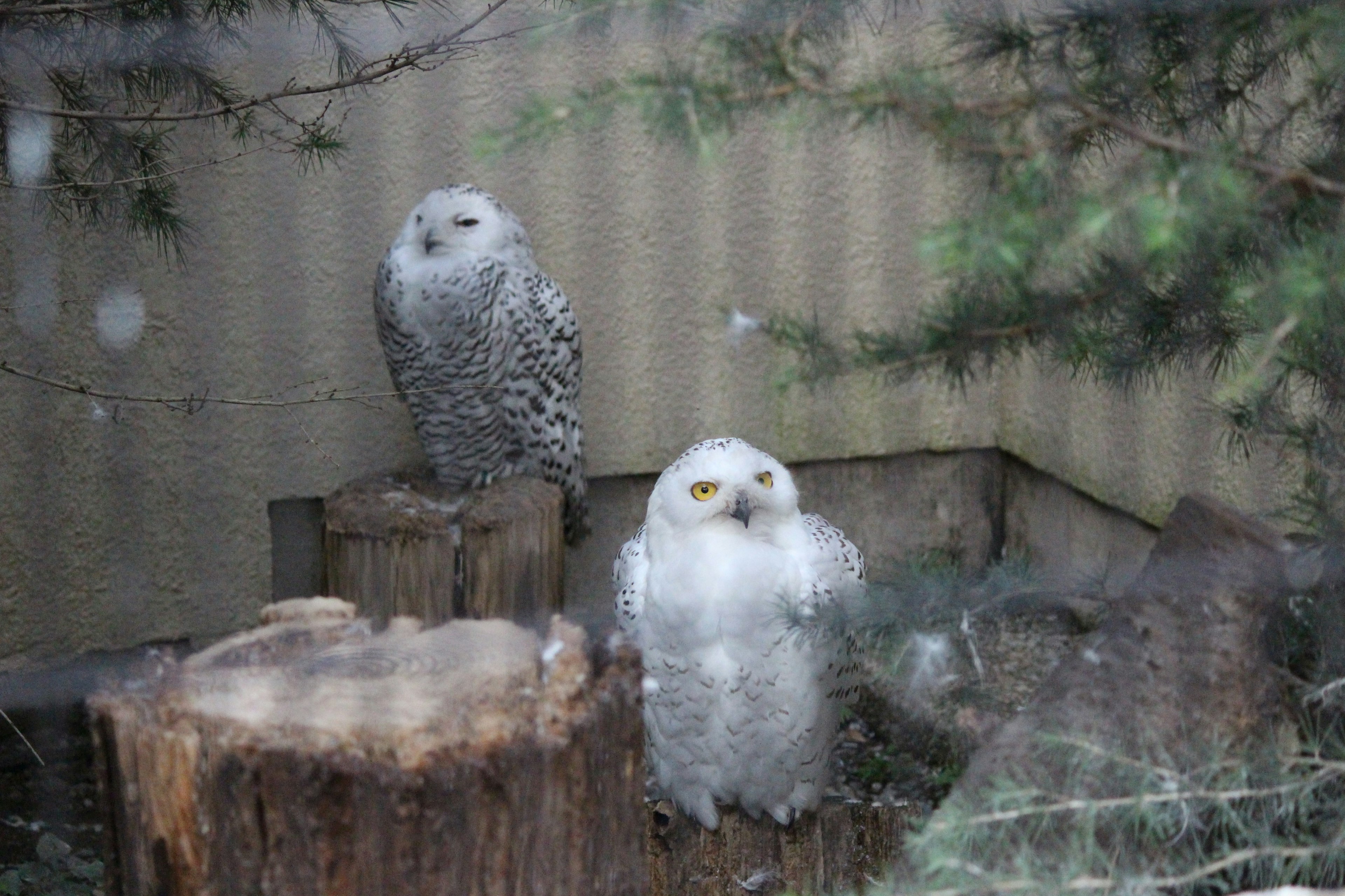 Two owls standing in the snow a white owl and a speckled owl perched on logs