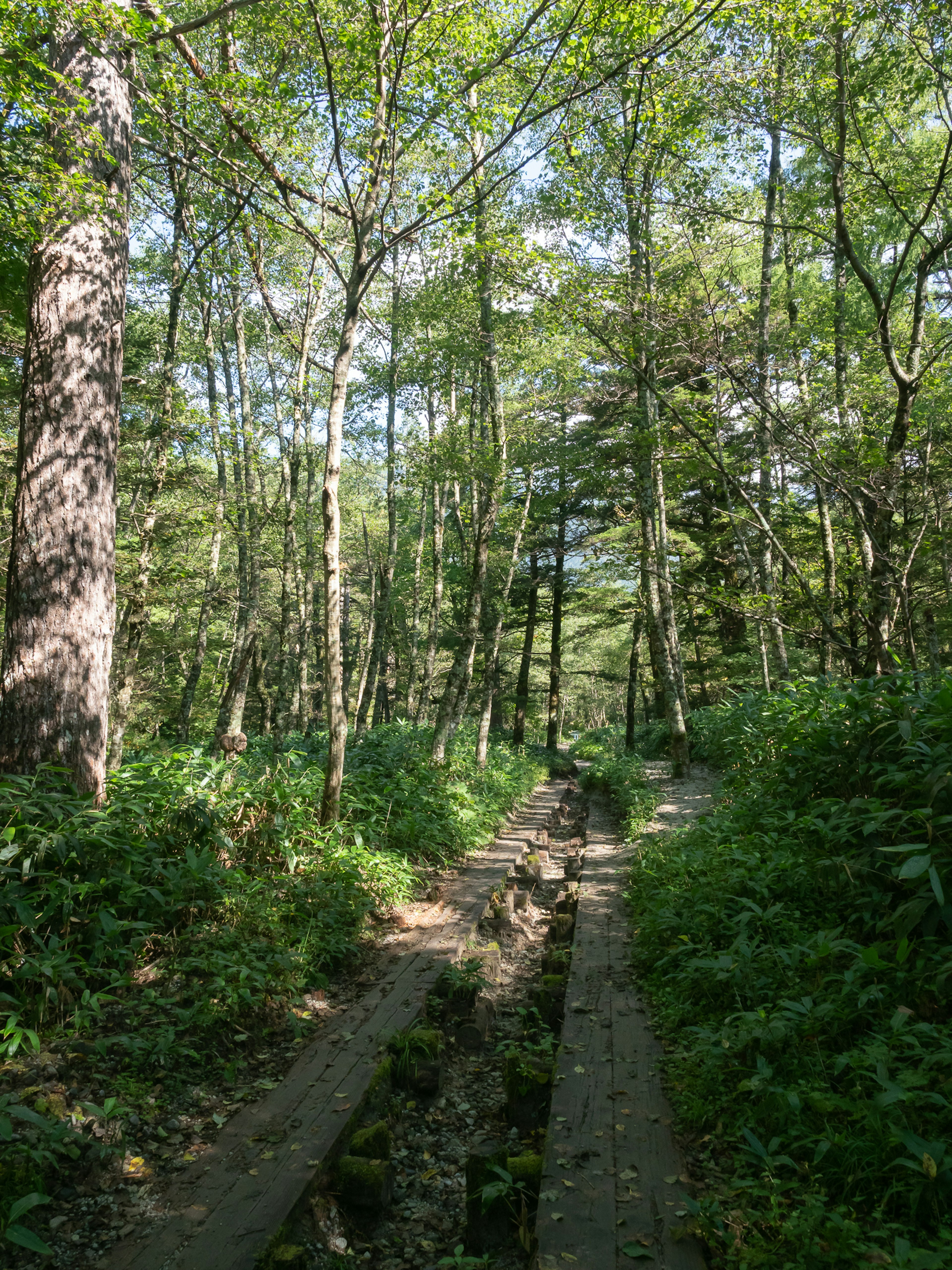 Scenic pathway through a lush green forest with tall trees