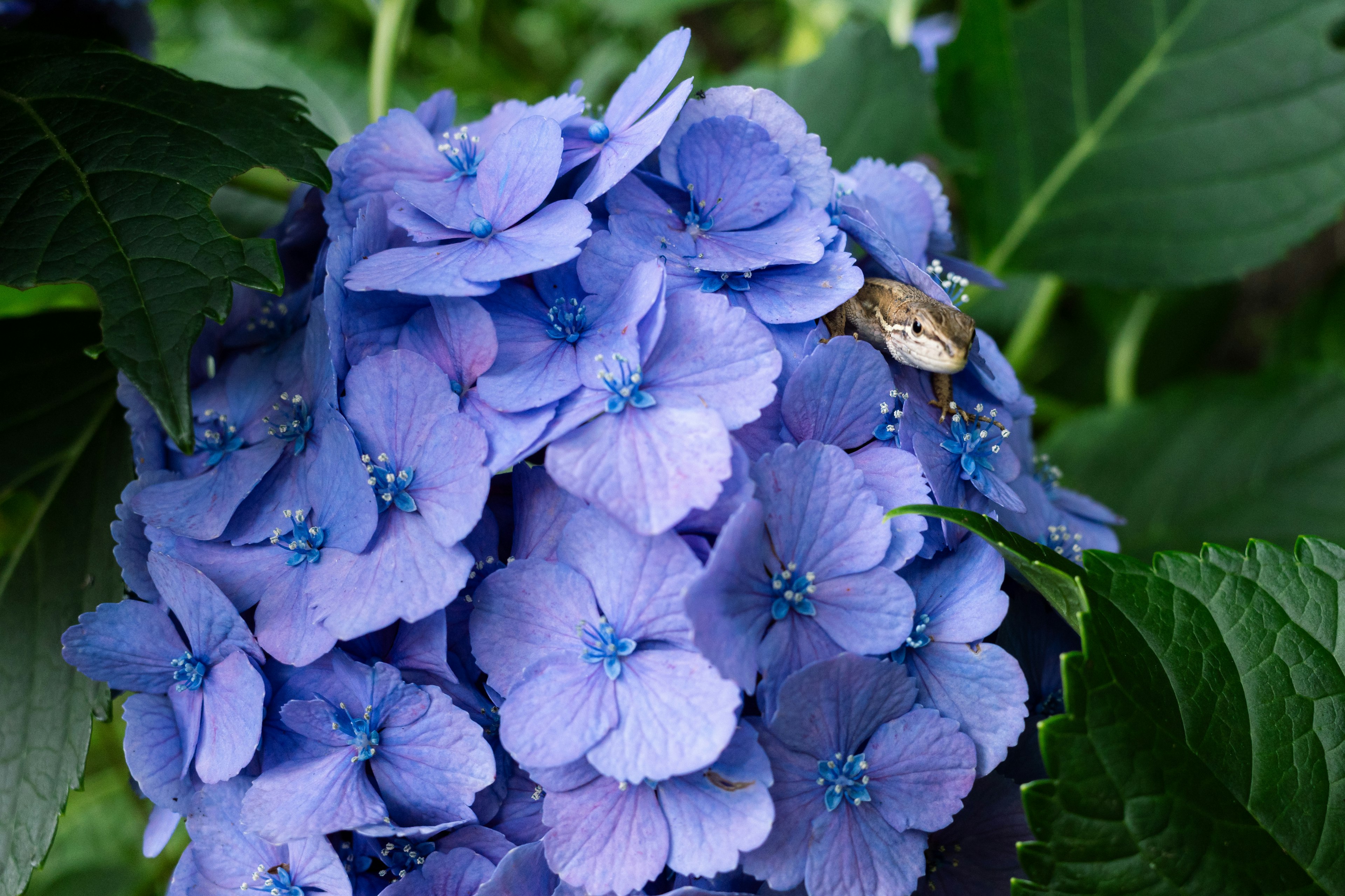 青い紫陽花の花とその上にいる小さな昆虫