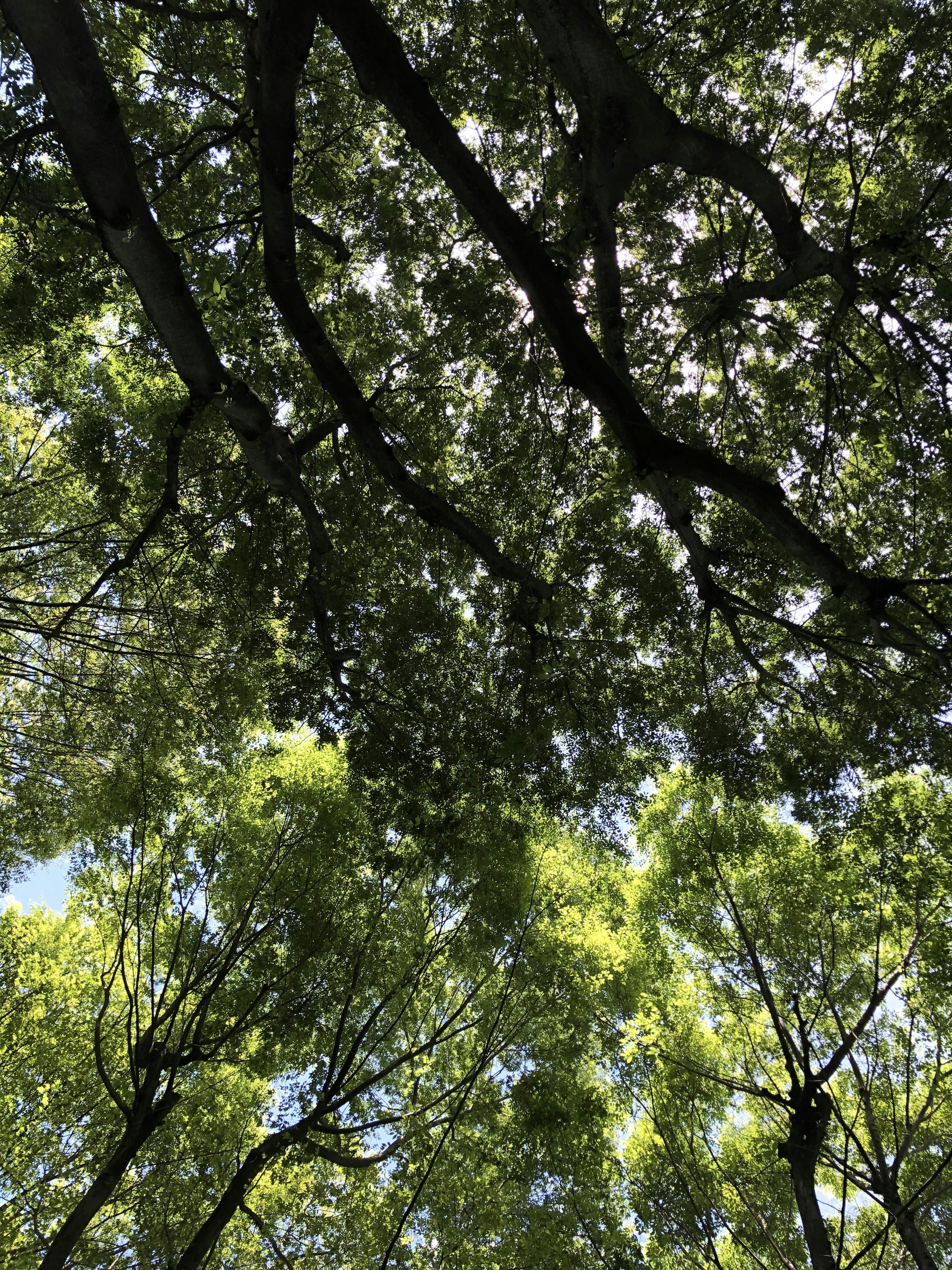 View of green leaves and branches against a blue sky