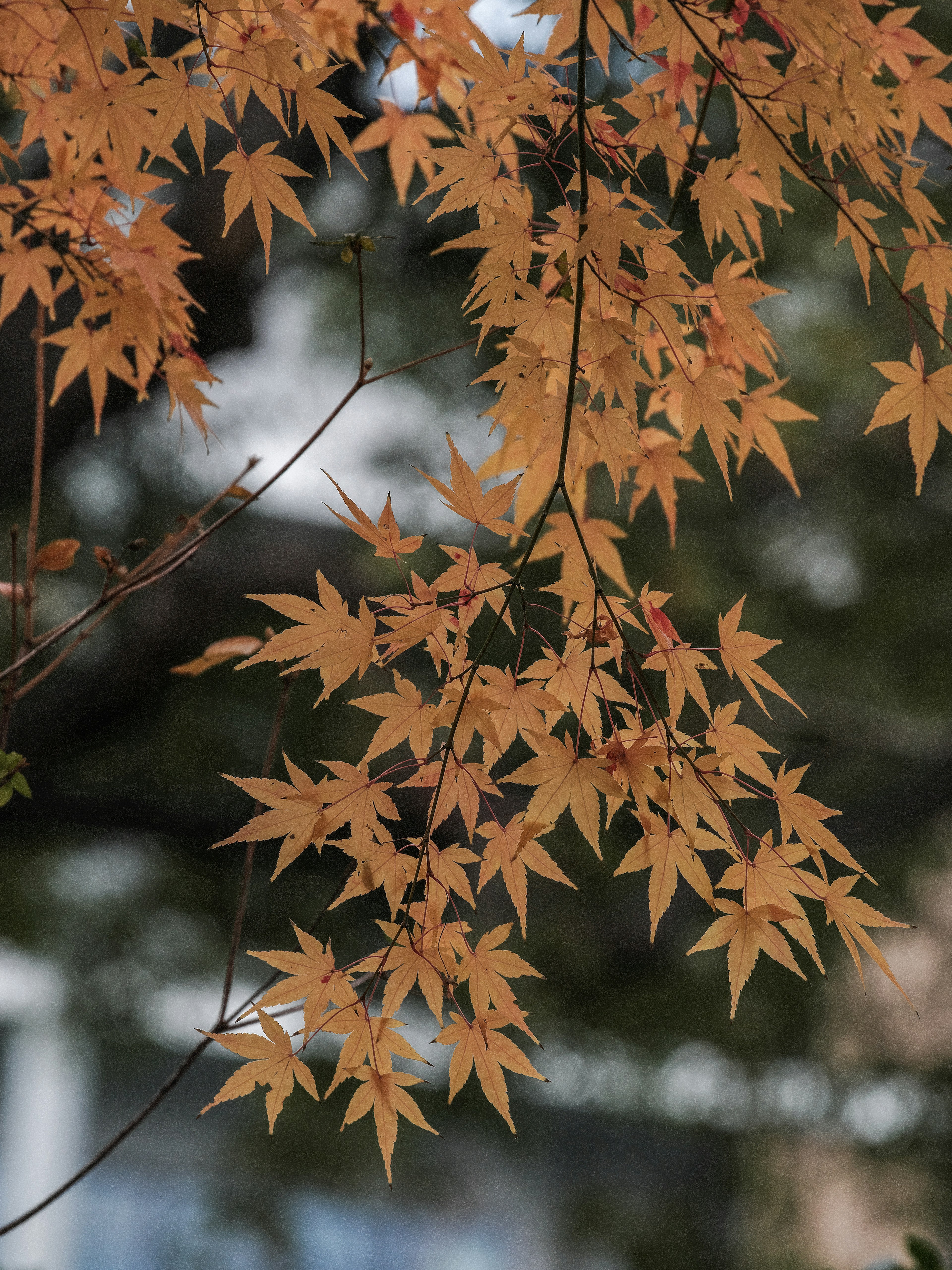 Branch with vibrant orange autumn leaves glistening