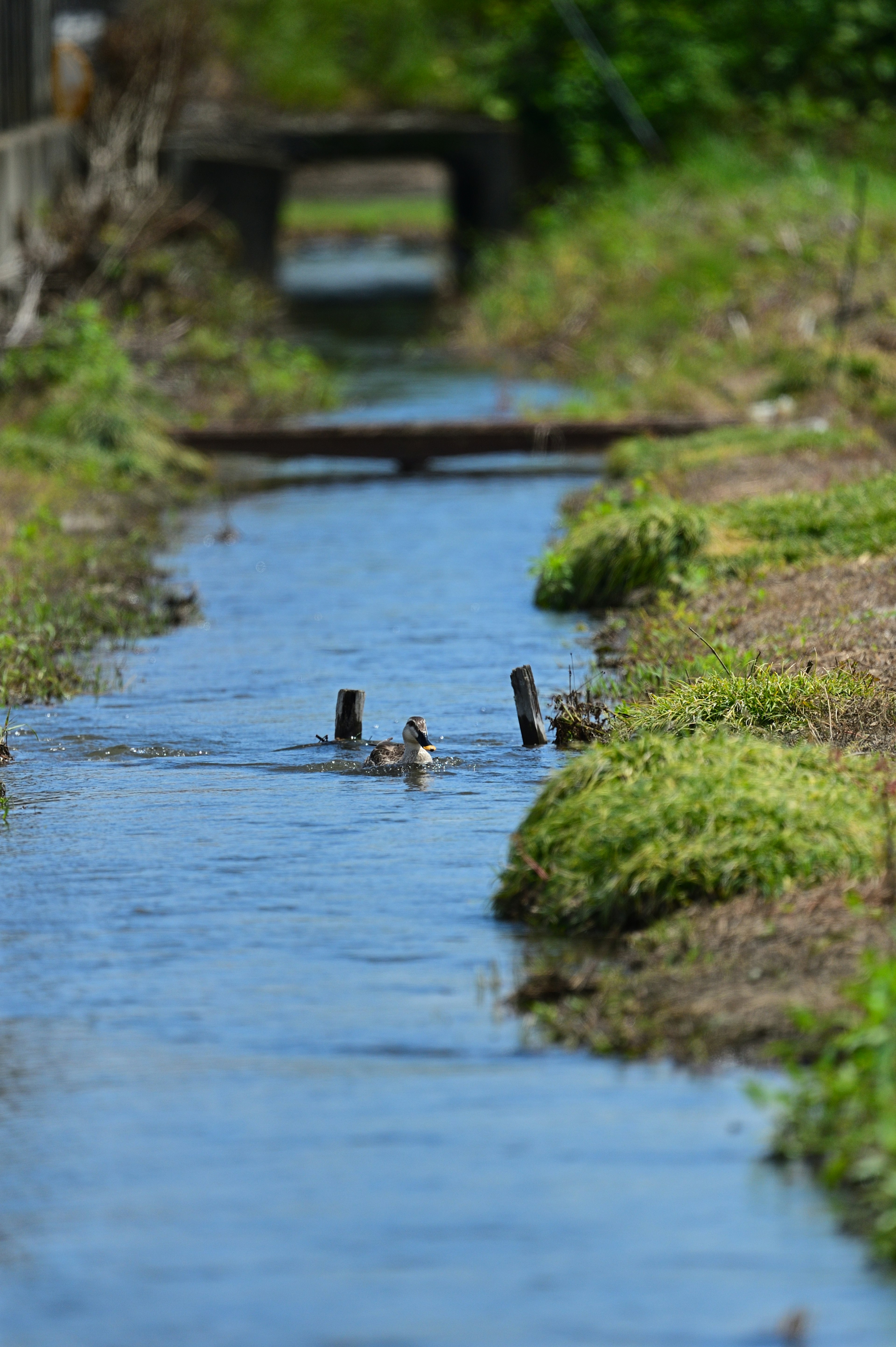 Patos nadando en un canal tranquilo rodeado de vegetación