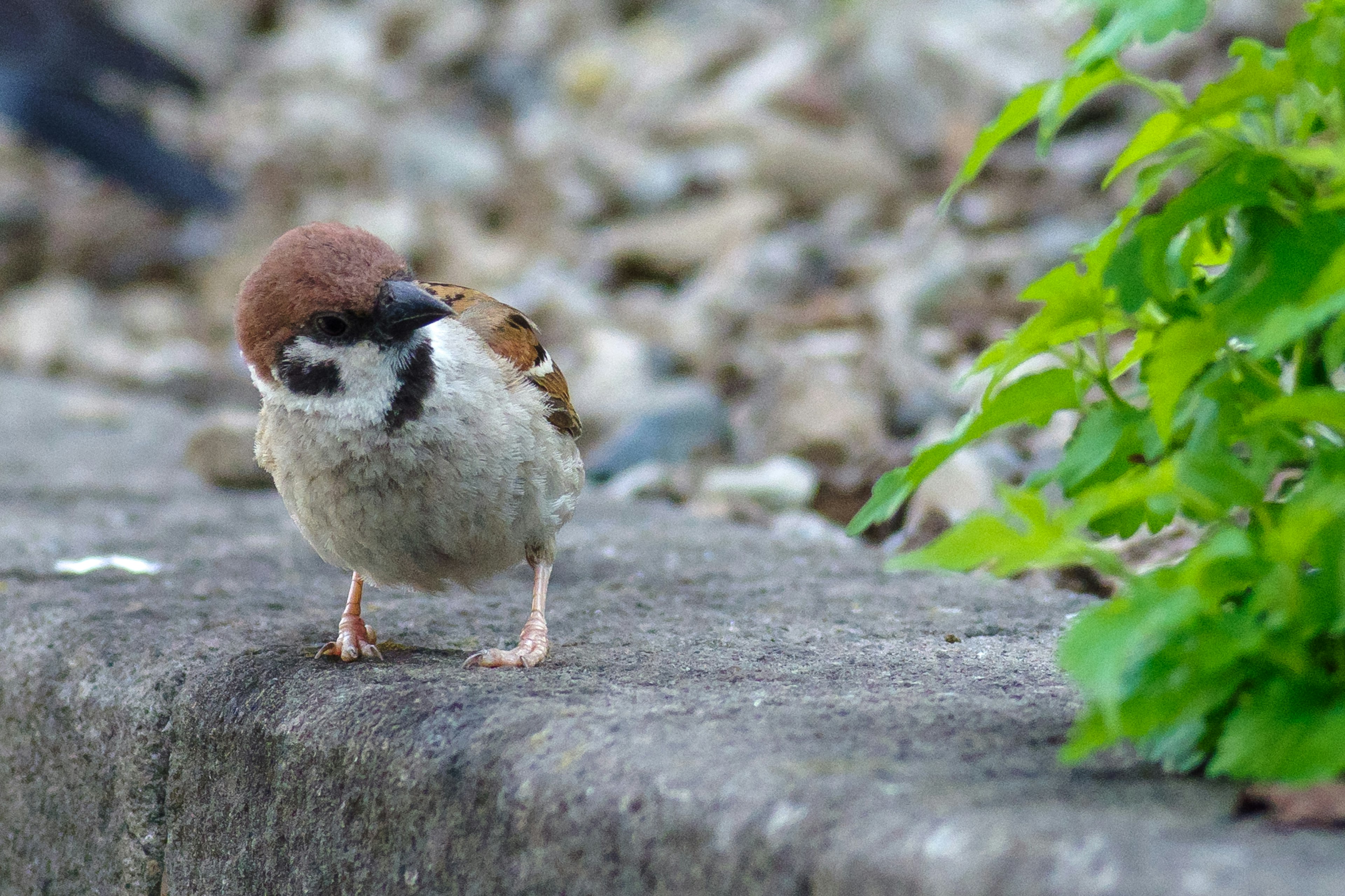 Seekor burung pipit dengan kepala coklat berdiri di tepi beton