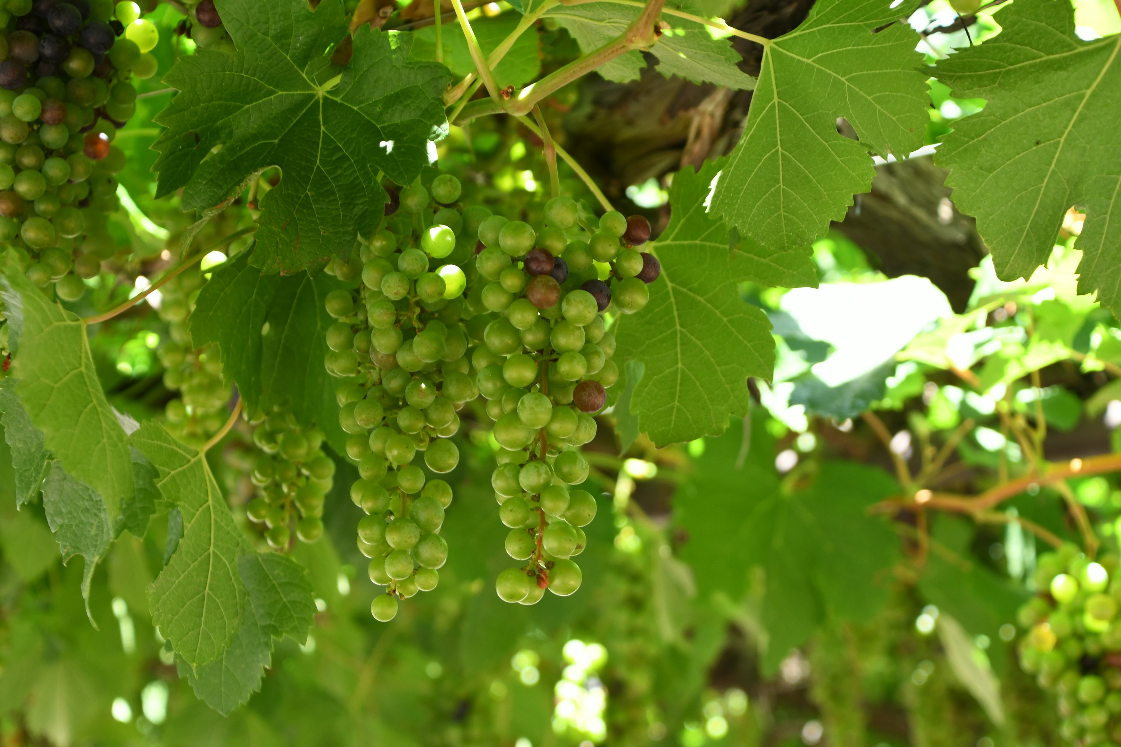 Racimos de uvas verdes colgando entre las hojas