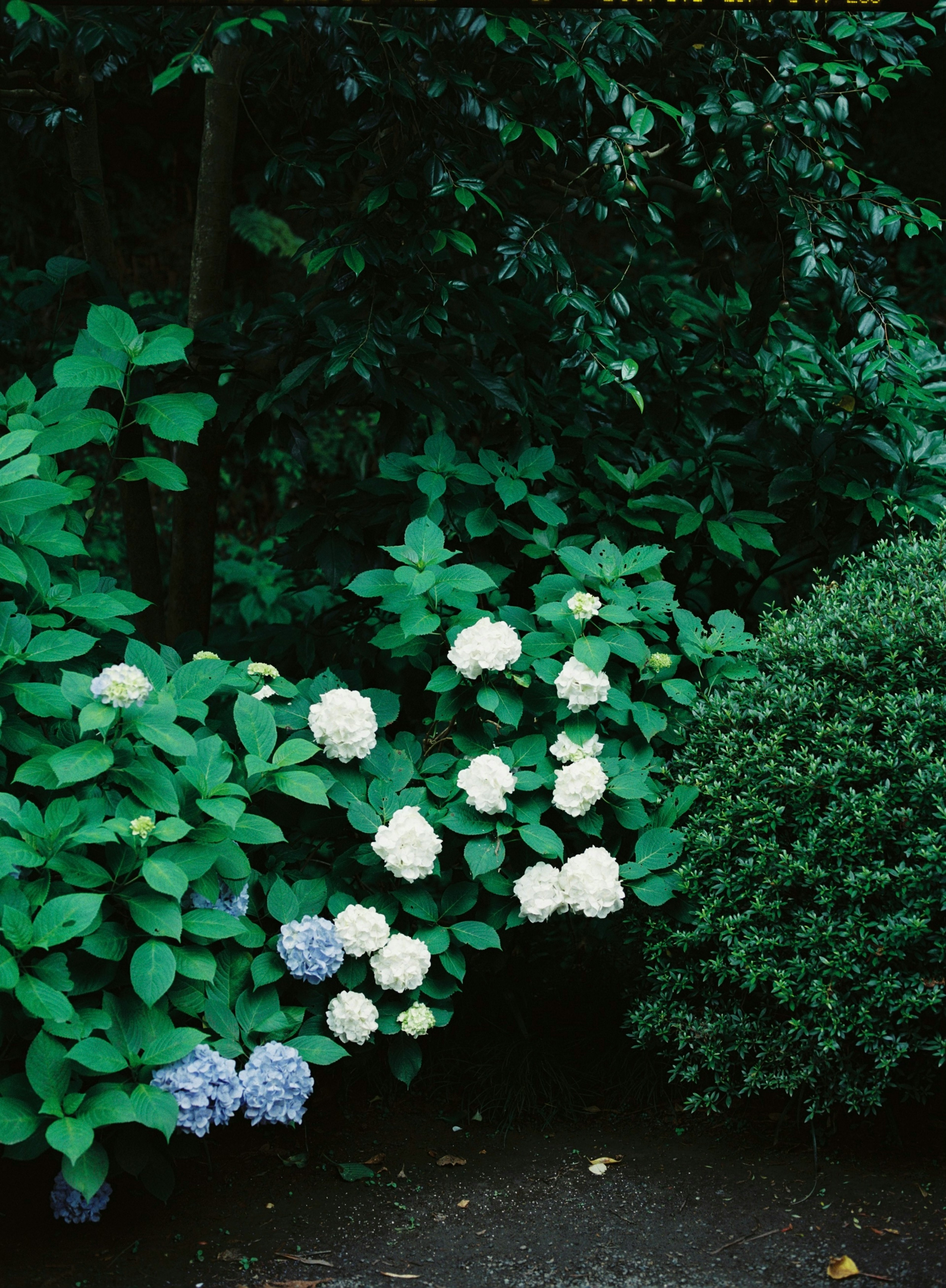 緑に囲まれた白と青のアジサイの花と緑の低木