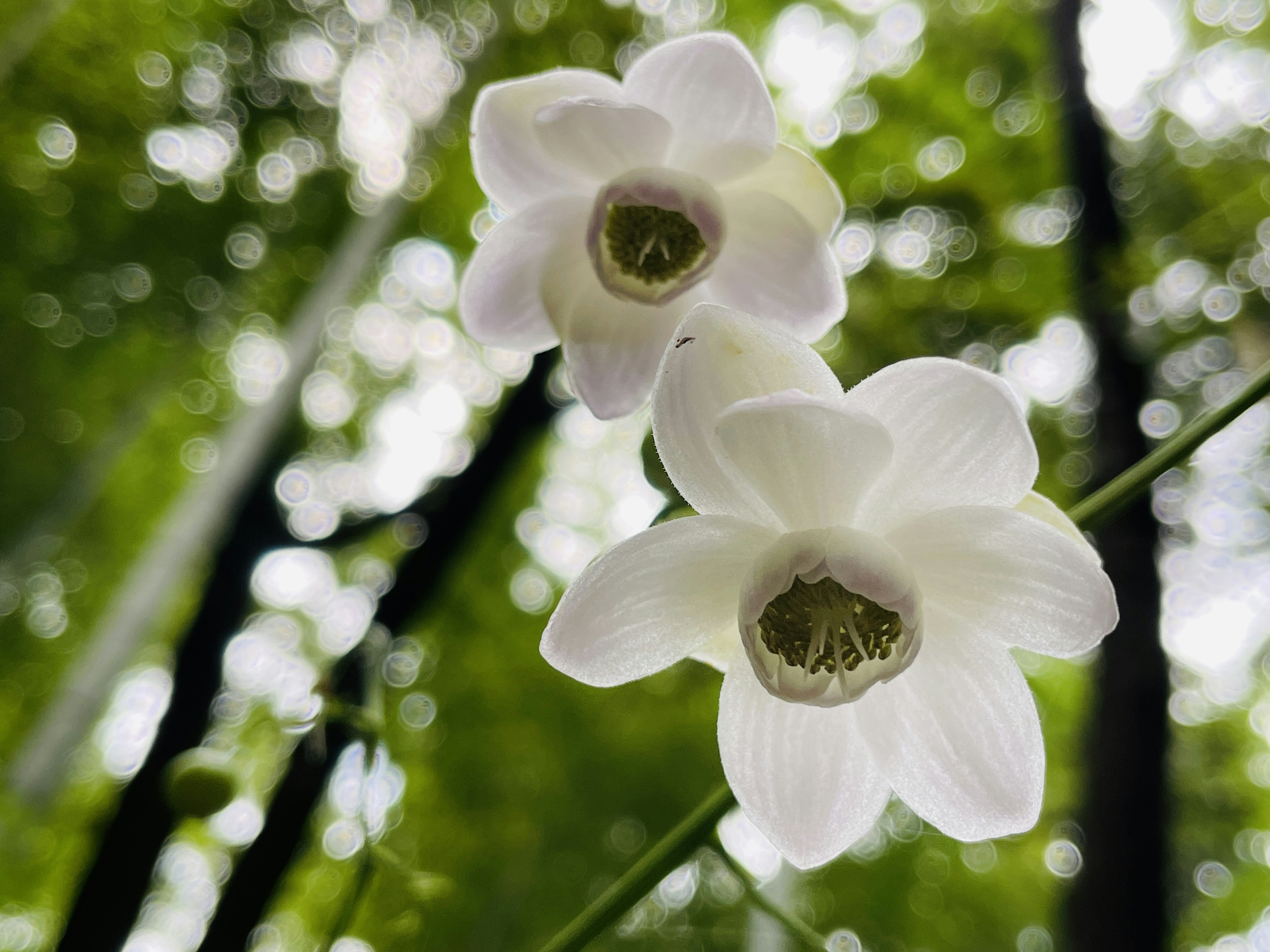 Two white flowers with green blurred background