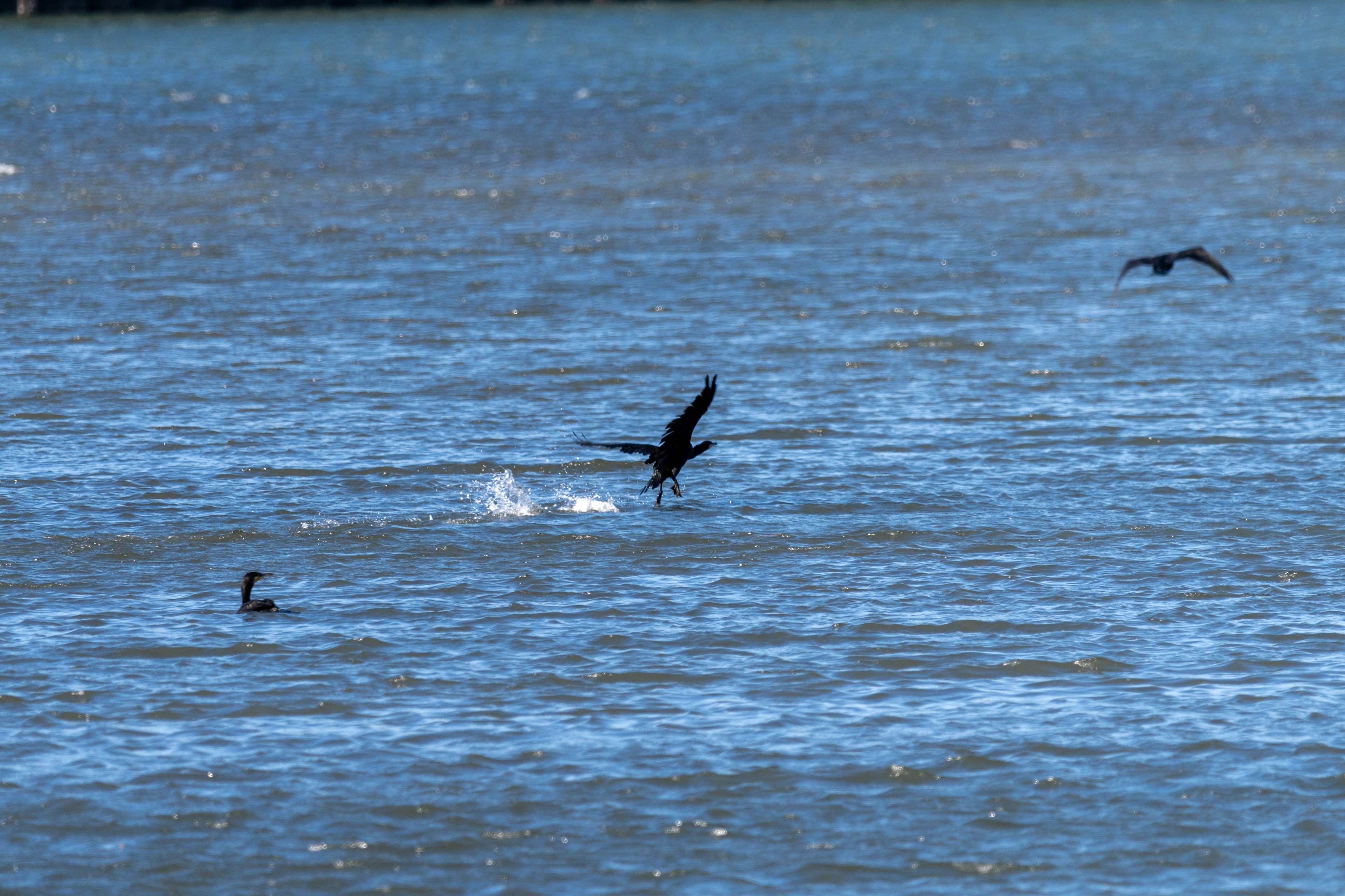 Aves volando y nadando en la superficie del agua