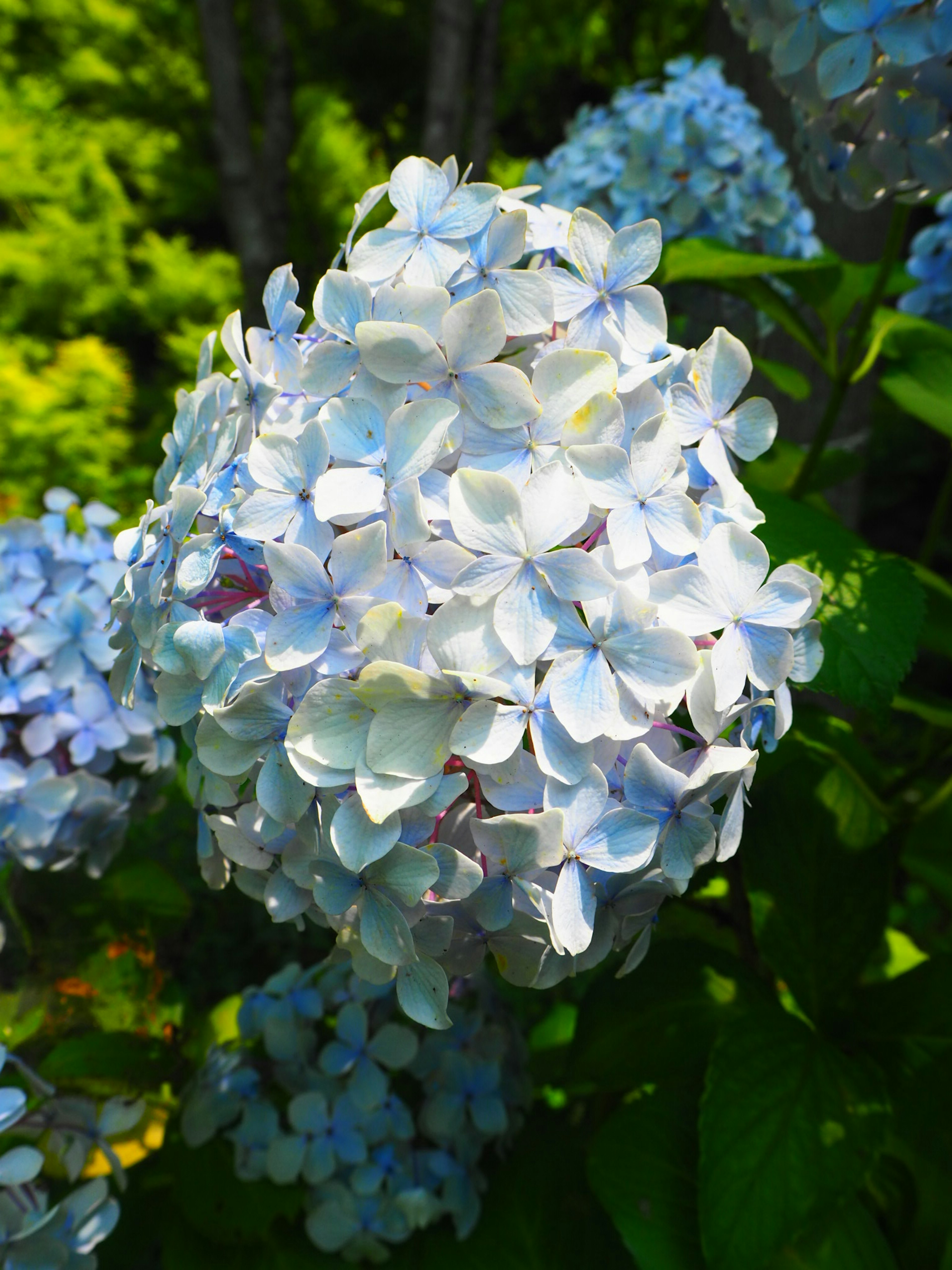 Raccolta di fiori di ortensia blu chiaro in fiore