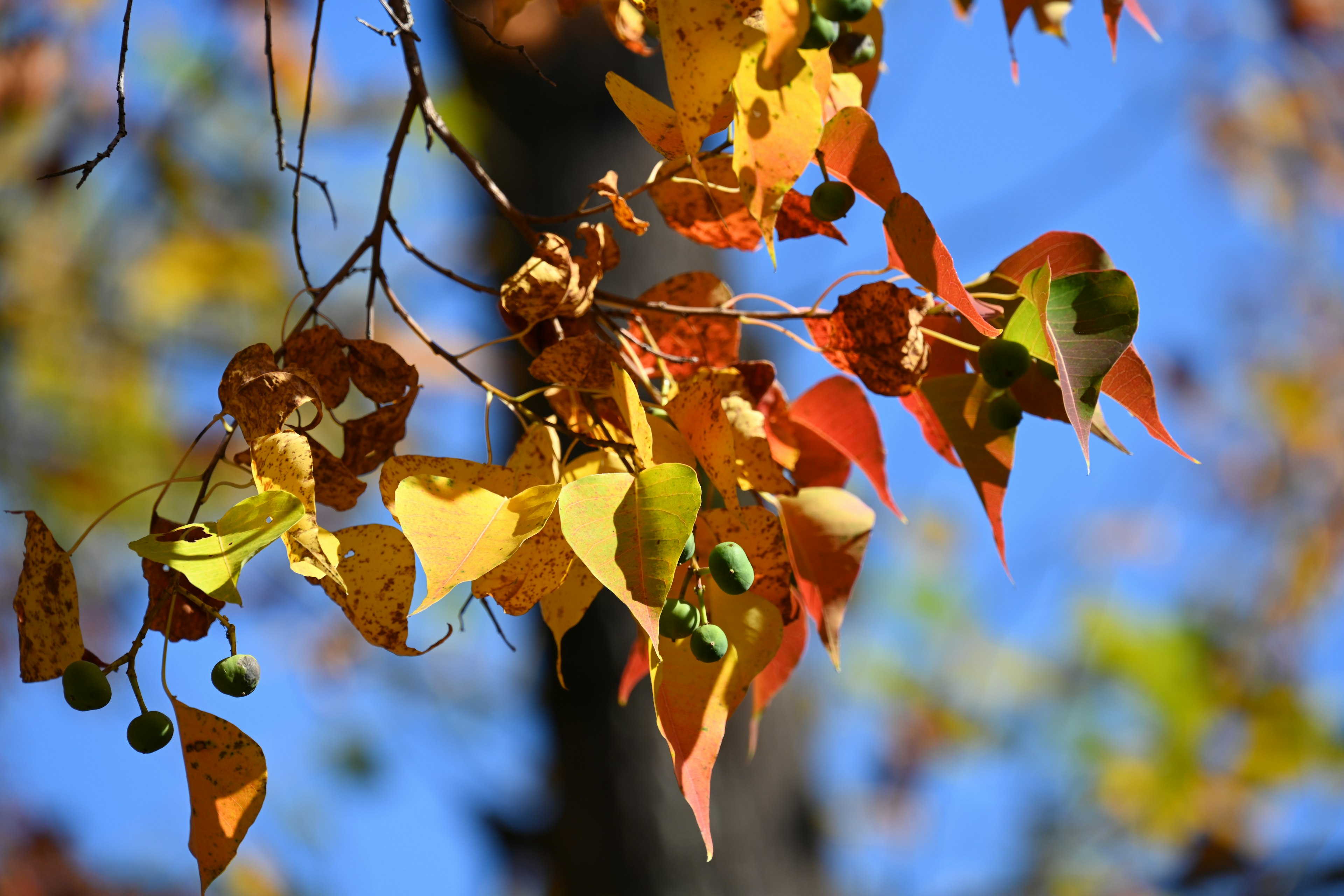 Hojas de otoño coloridas en una rama contra un cielo azul