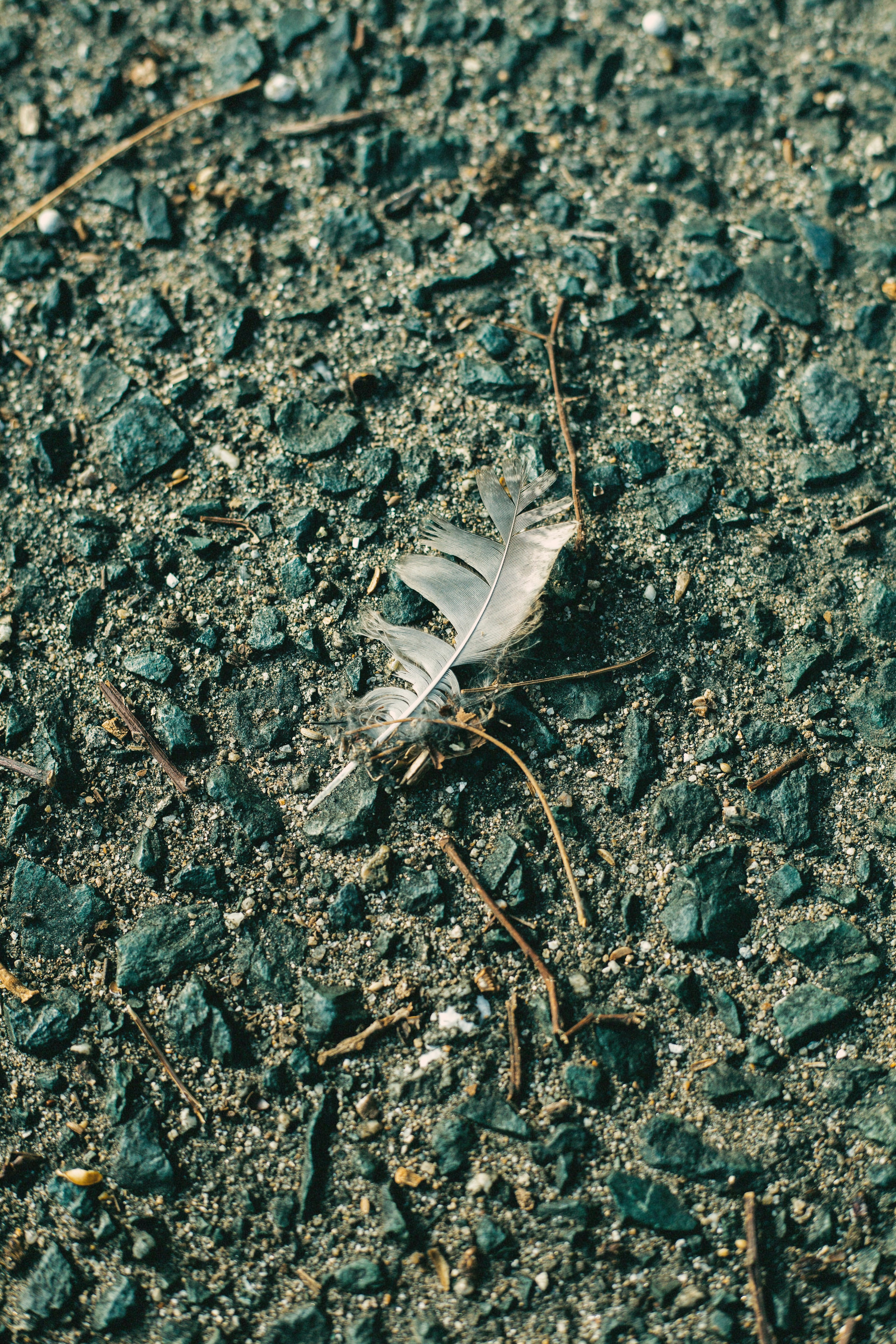 A white leaf resting on black gravel