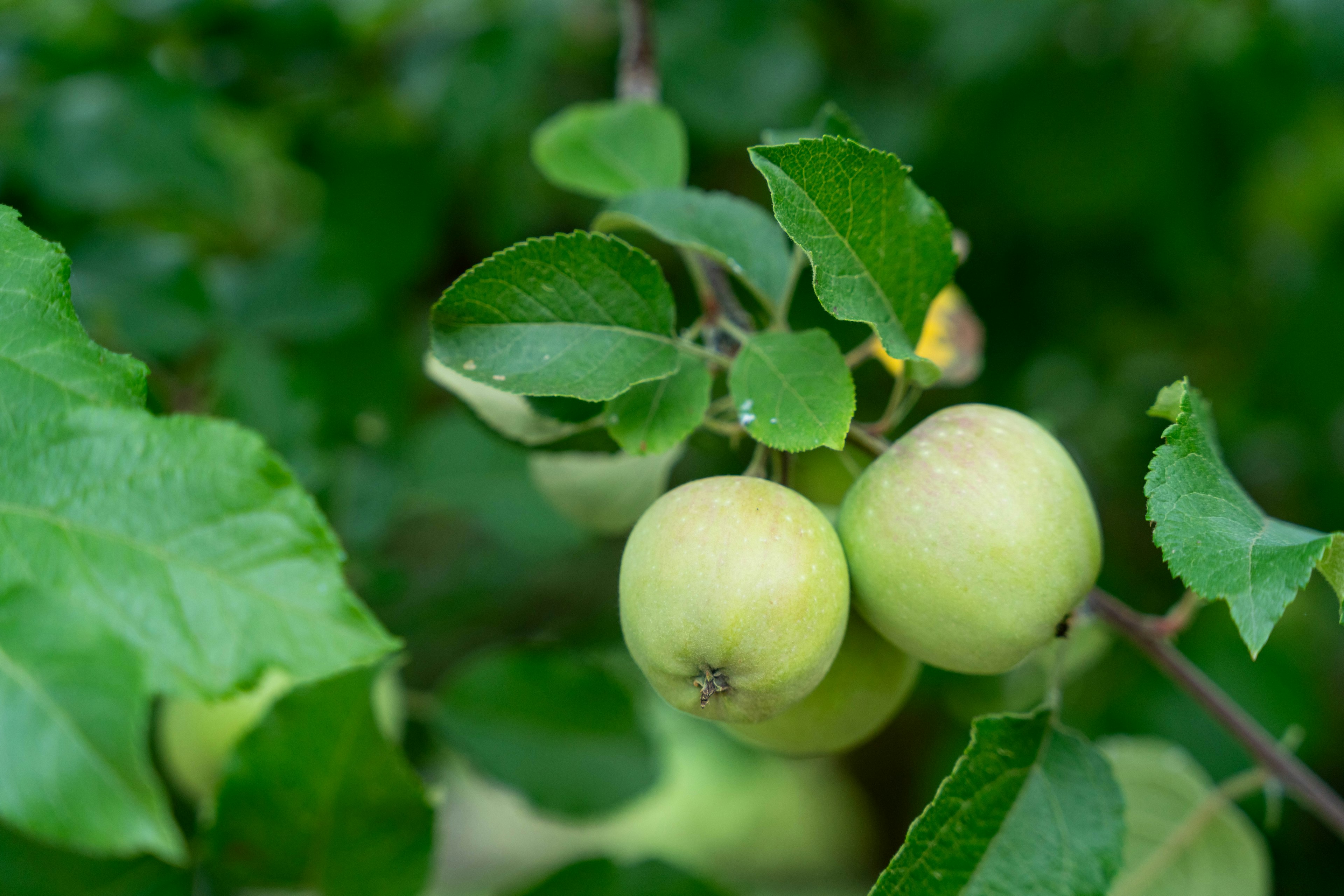 Green apples on a branch surrounded by leaves