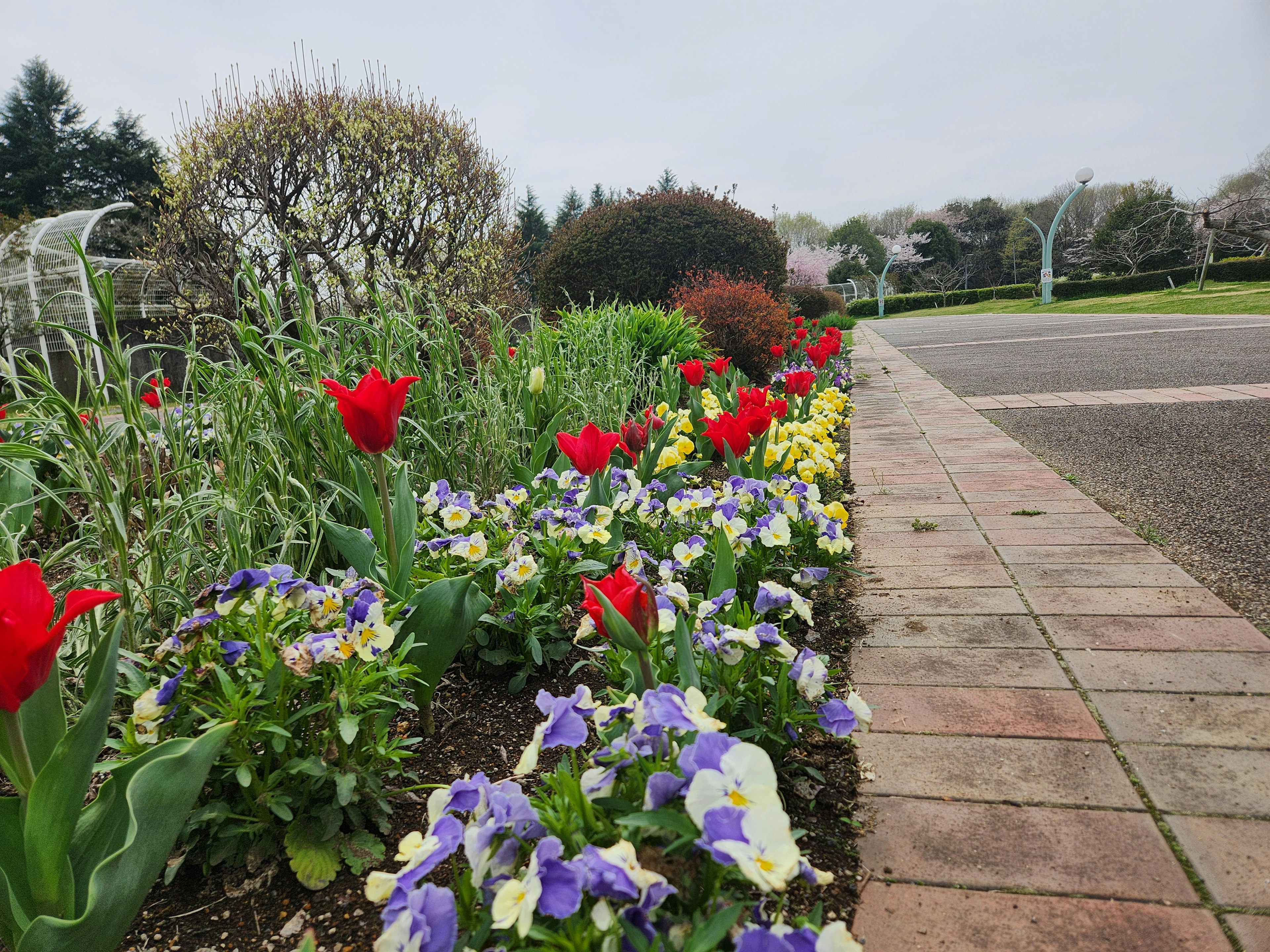 Bunte Blumenrabatte mit roten Tulpen und lila Stiefmütterchen neben einem Ziegelweg