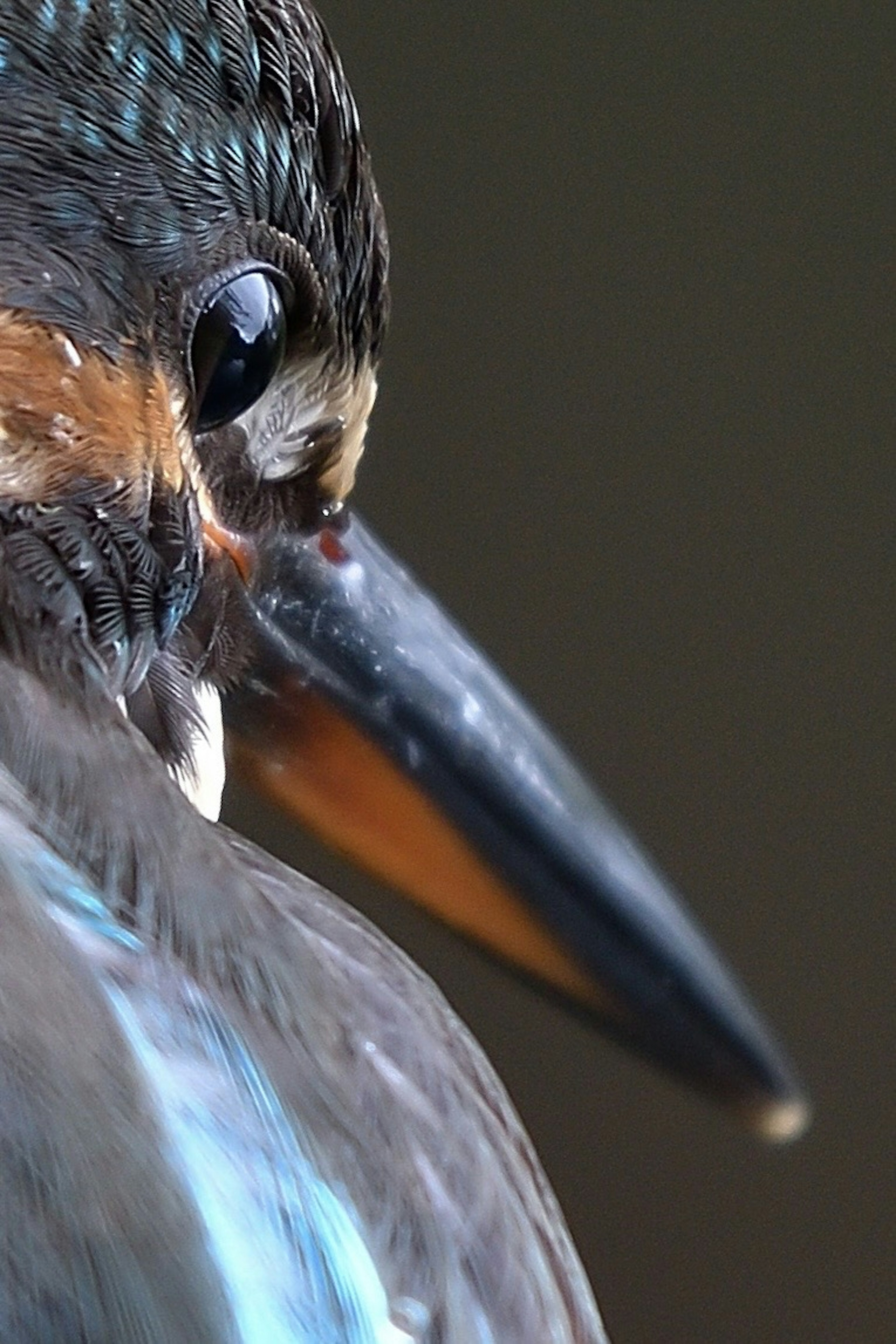 Nahaufnahme eines wunderschönen Eisvogels mit leuchtenden Federn und einem markanten Schnabel