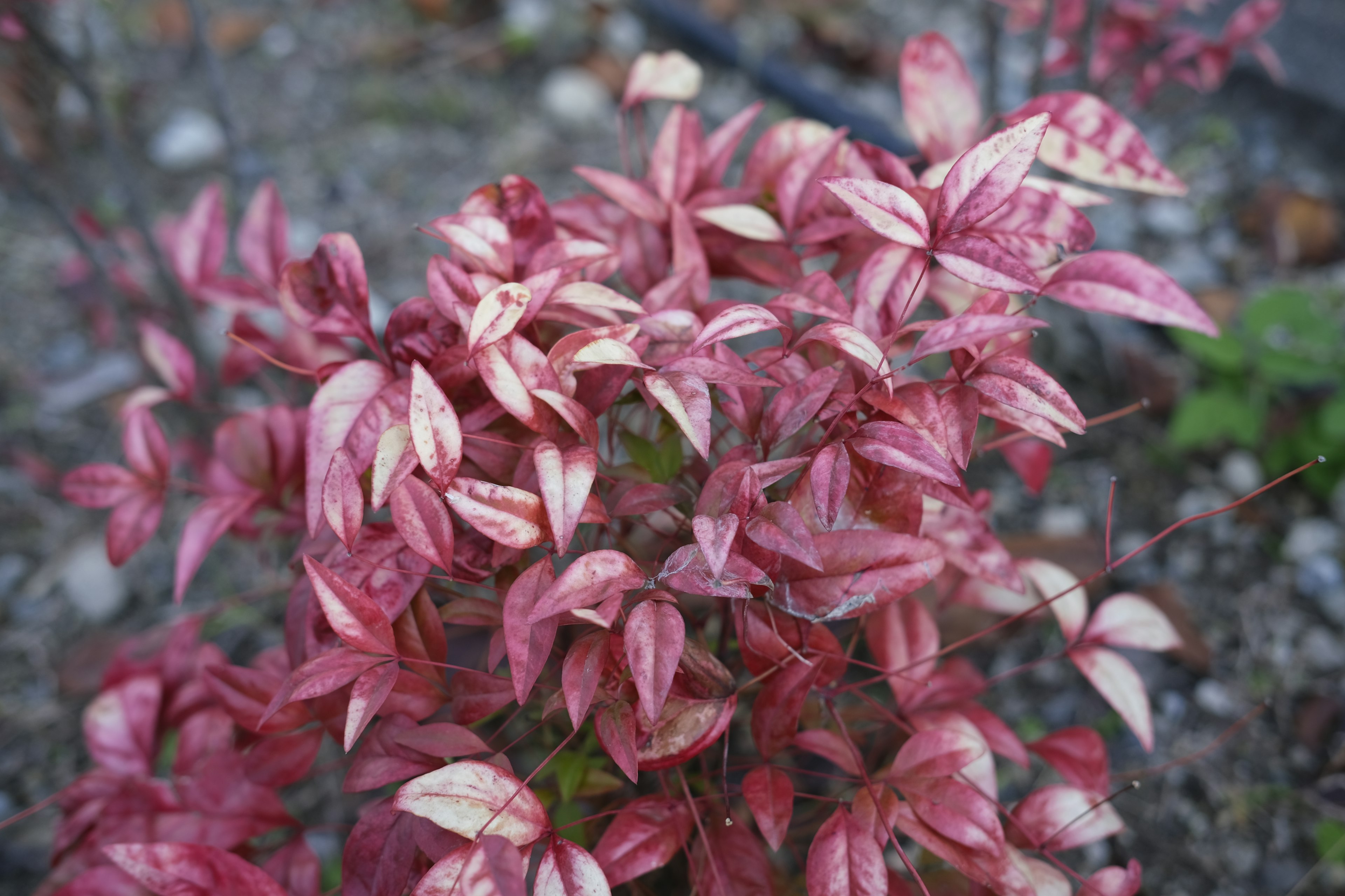 Acercamiento de una planta con hojas de patrones rojos y blancos