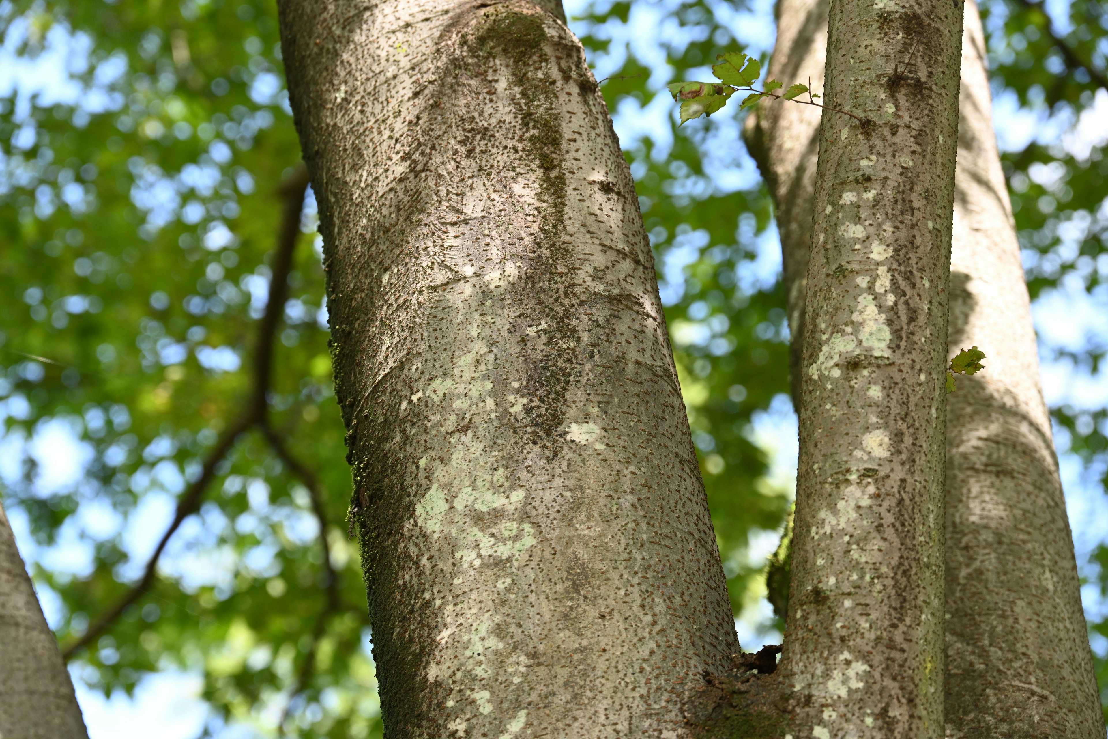 Close-up of a tree trunk with lush green leaves