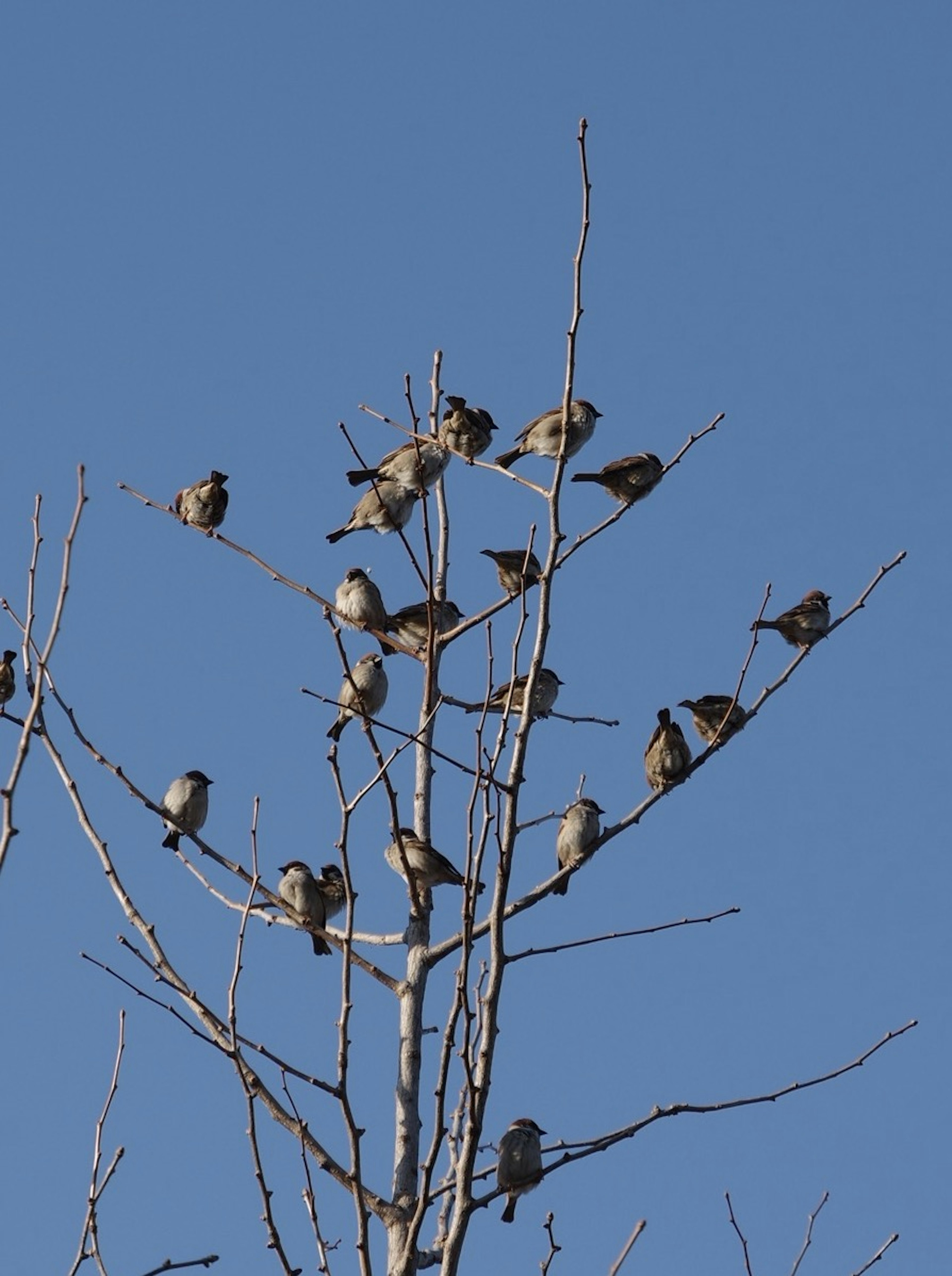 Viele kleine Vögel sitzen auf einem Baum vor einem blauen Himmel