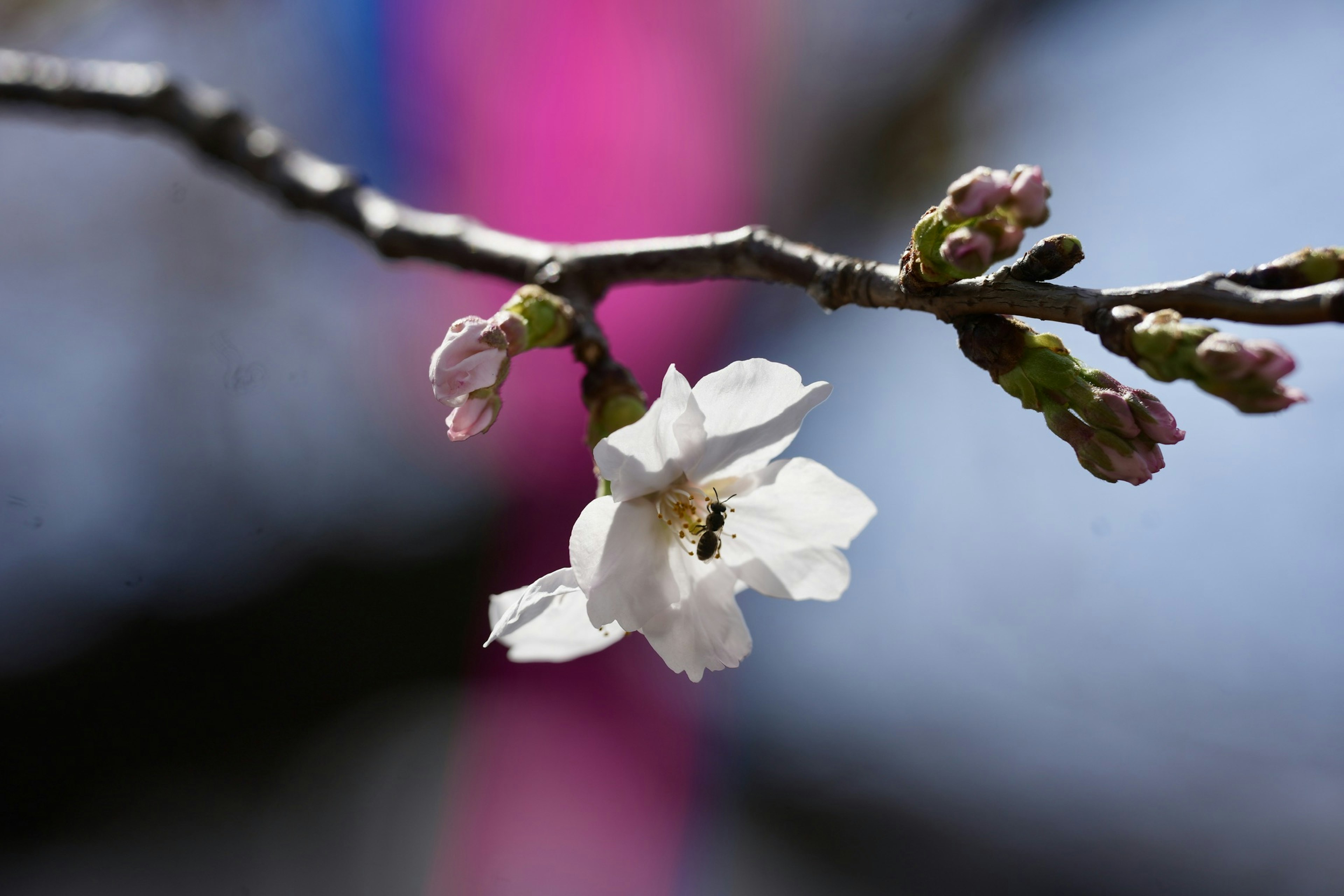 Primo piano di un fiore di ciliegio bianco su un ramo con gemme