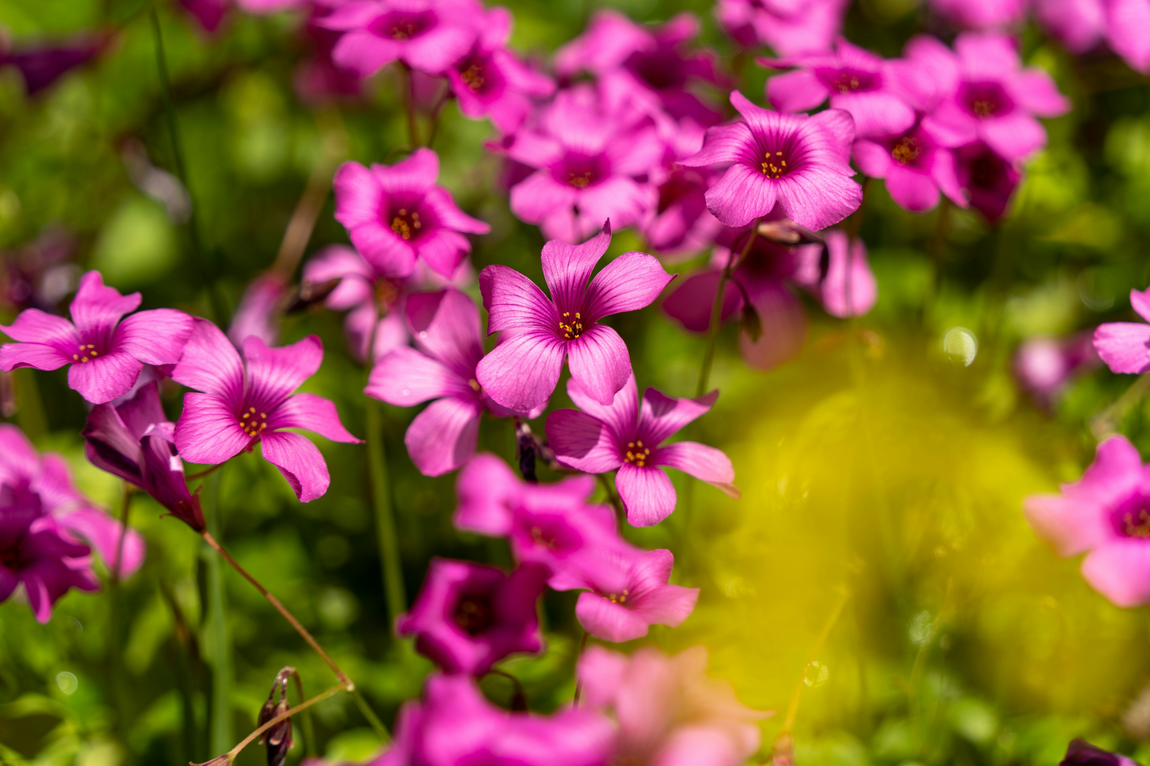 Fiori rosa vivaci che sbocciano in un fondo verde