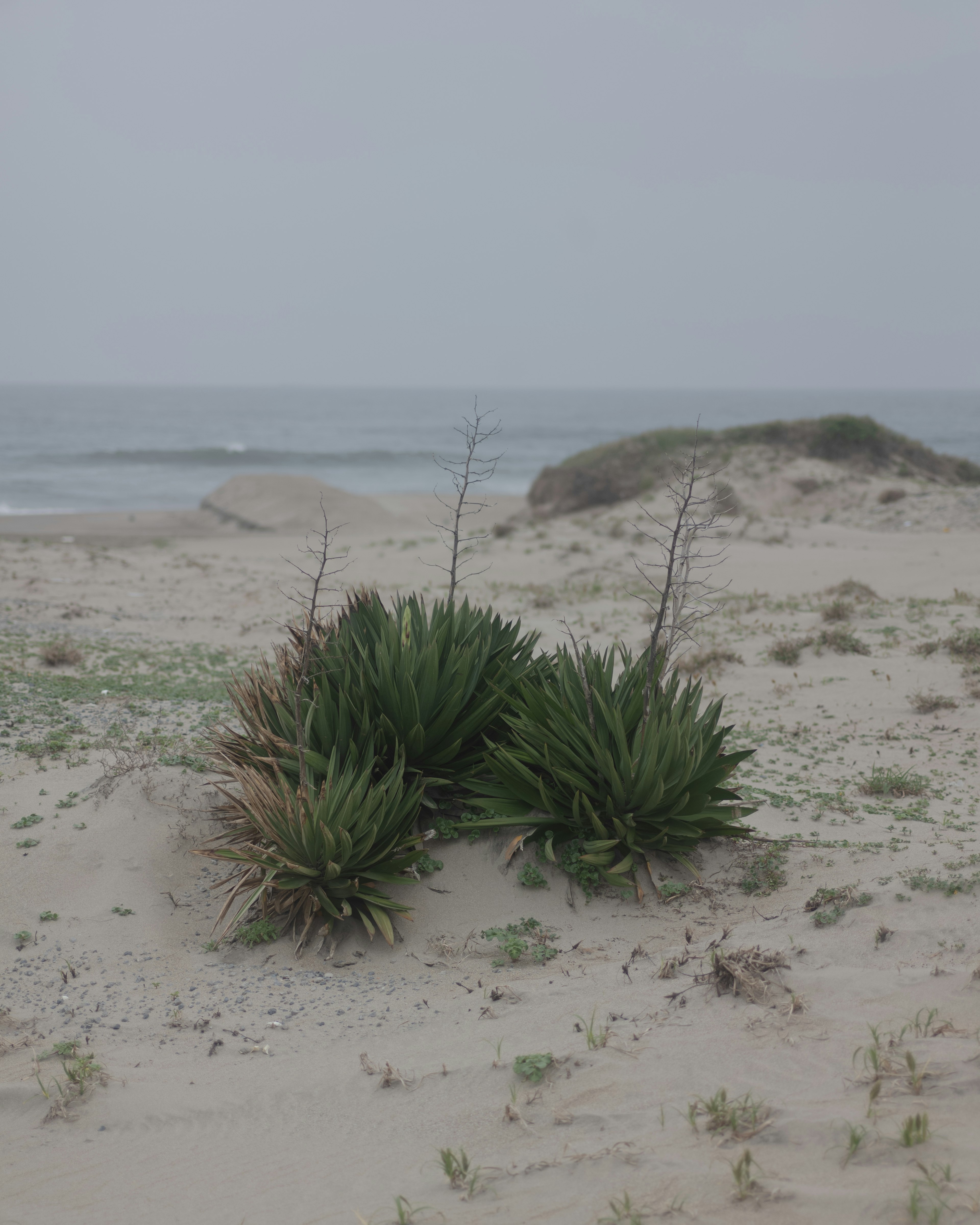 海の近くの砂浜に生える緑の植物と岩