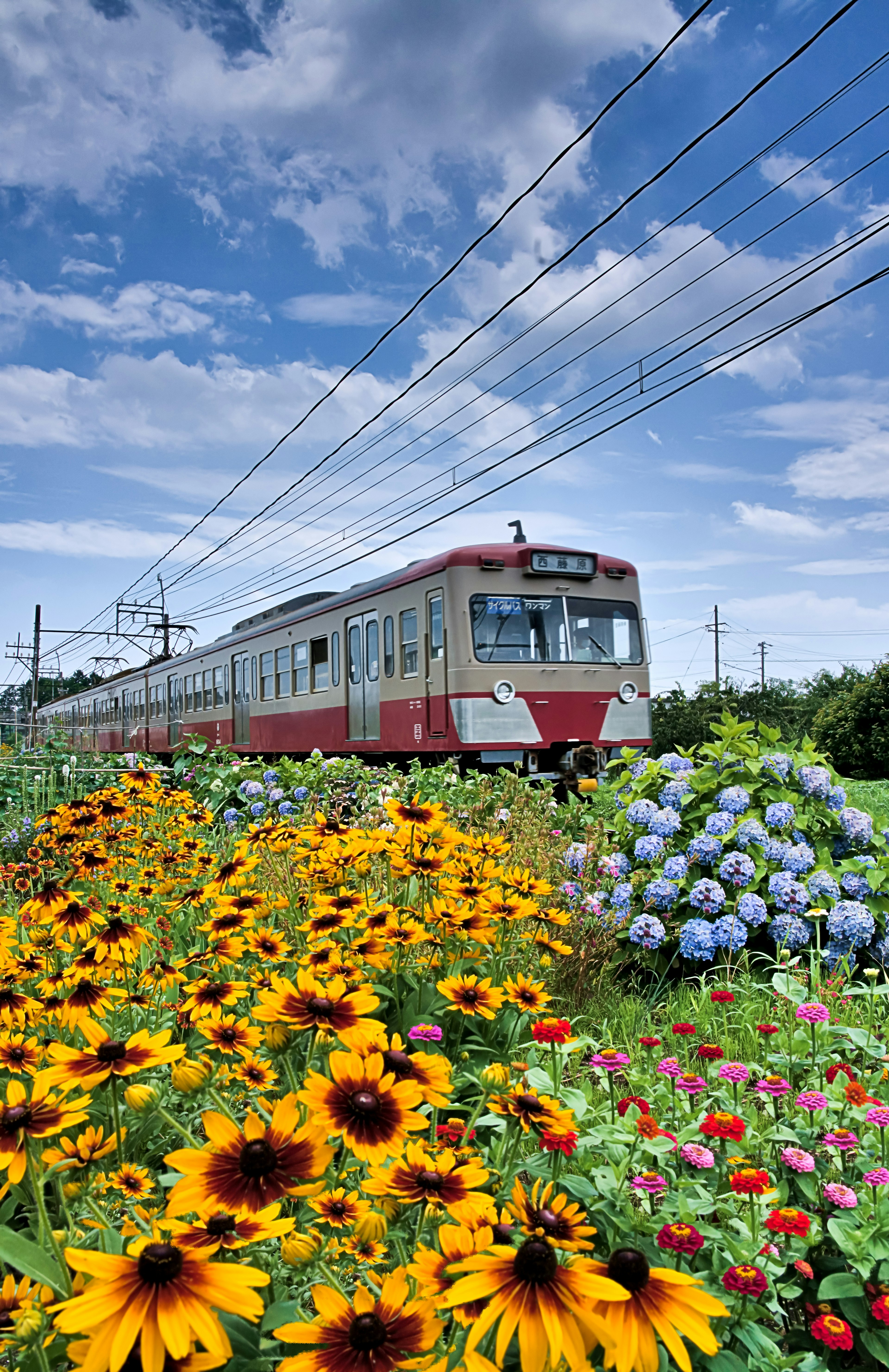 色とりどりの花々と電車が並ぶ風景