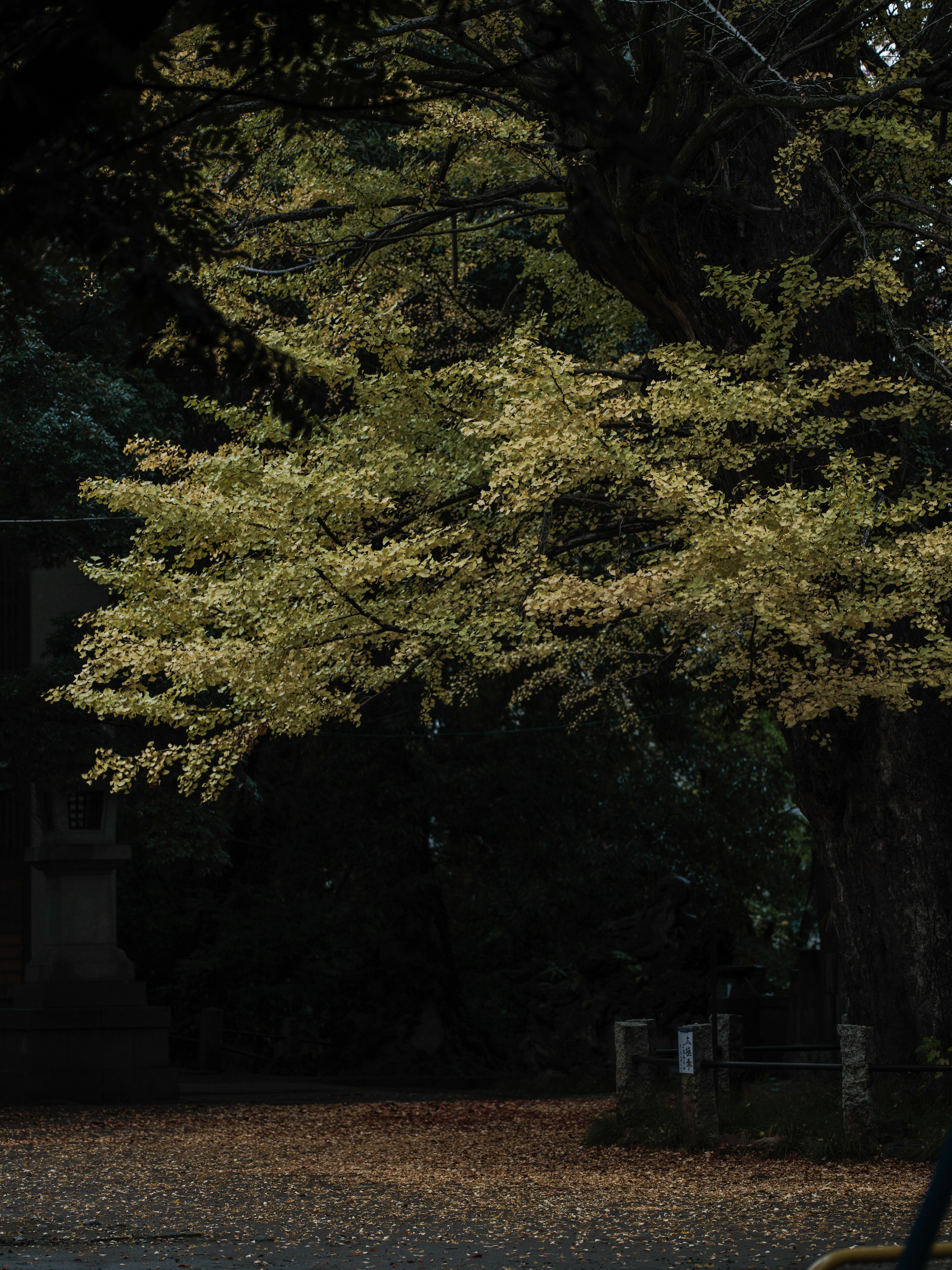 Un árbol con hojas amarillas contra un fondo oscuro