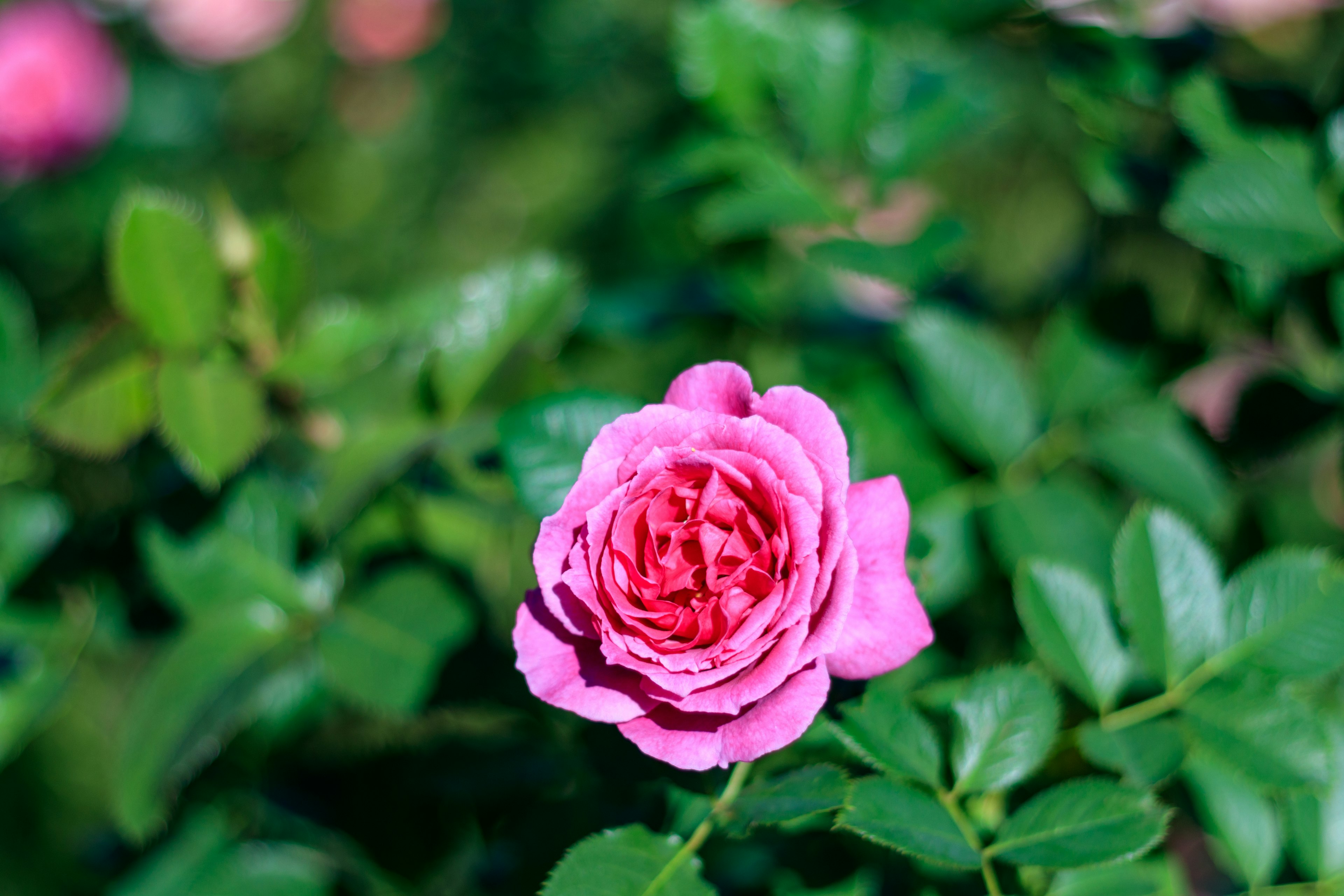 Eine schöne rosa Rose blüht zwischen grünen Blättern