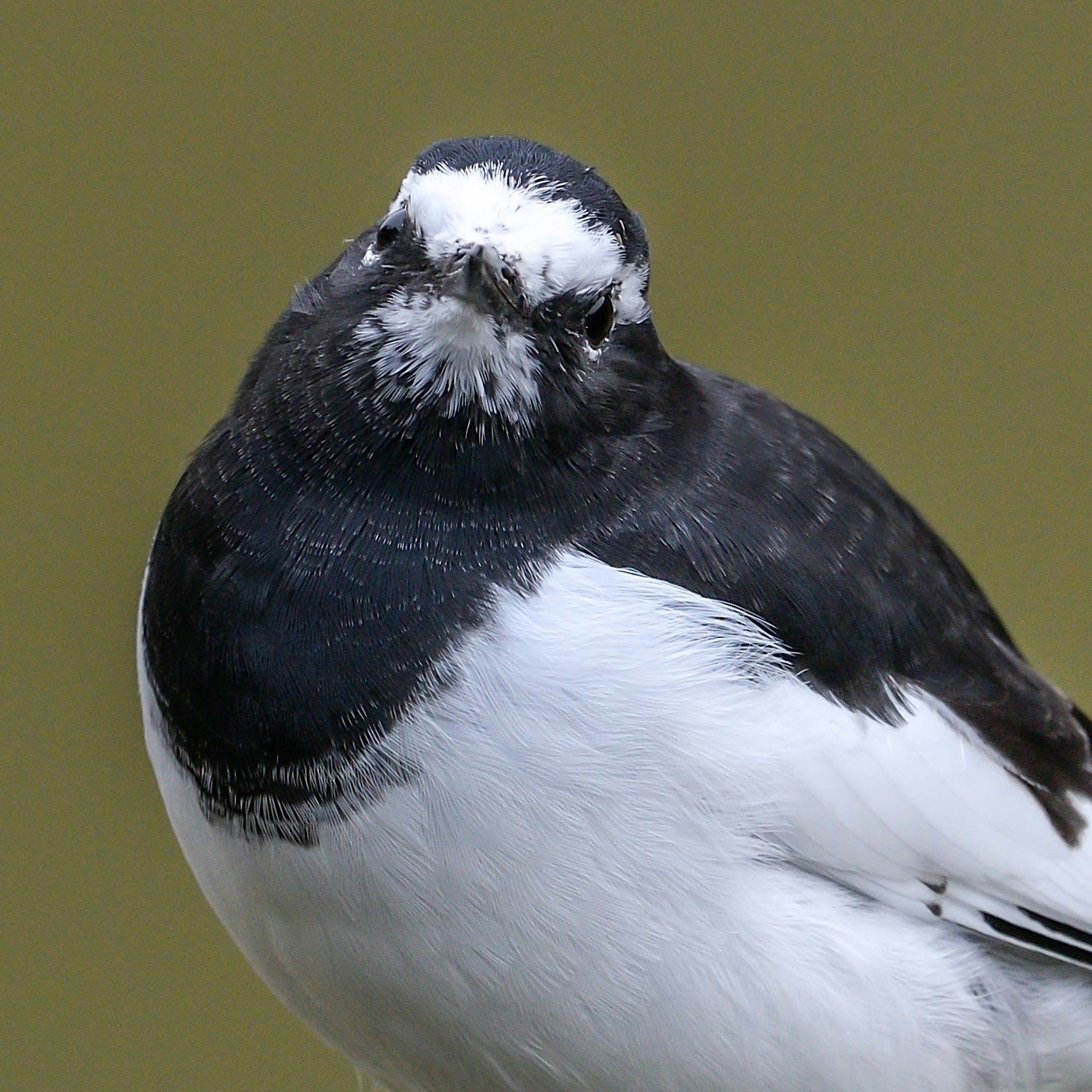 Un oiseau avec des plumes noires et blanches faisant face à l'appareil photo