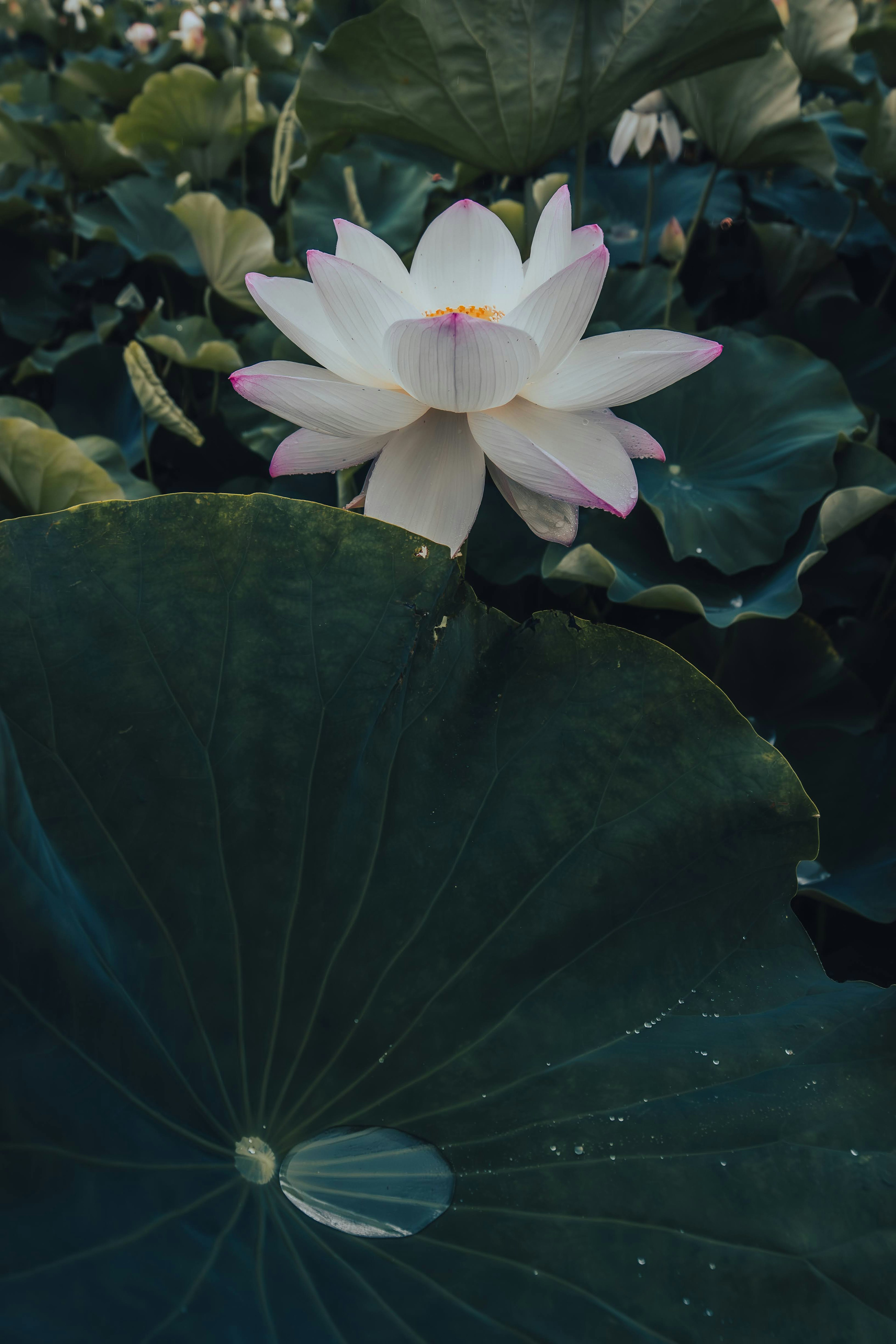 White lotus flower blooming above green leaves