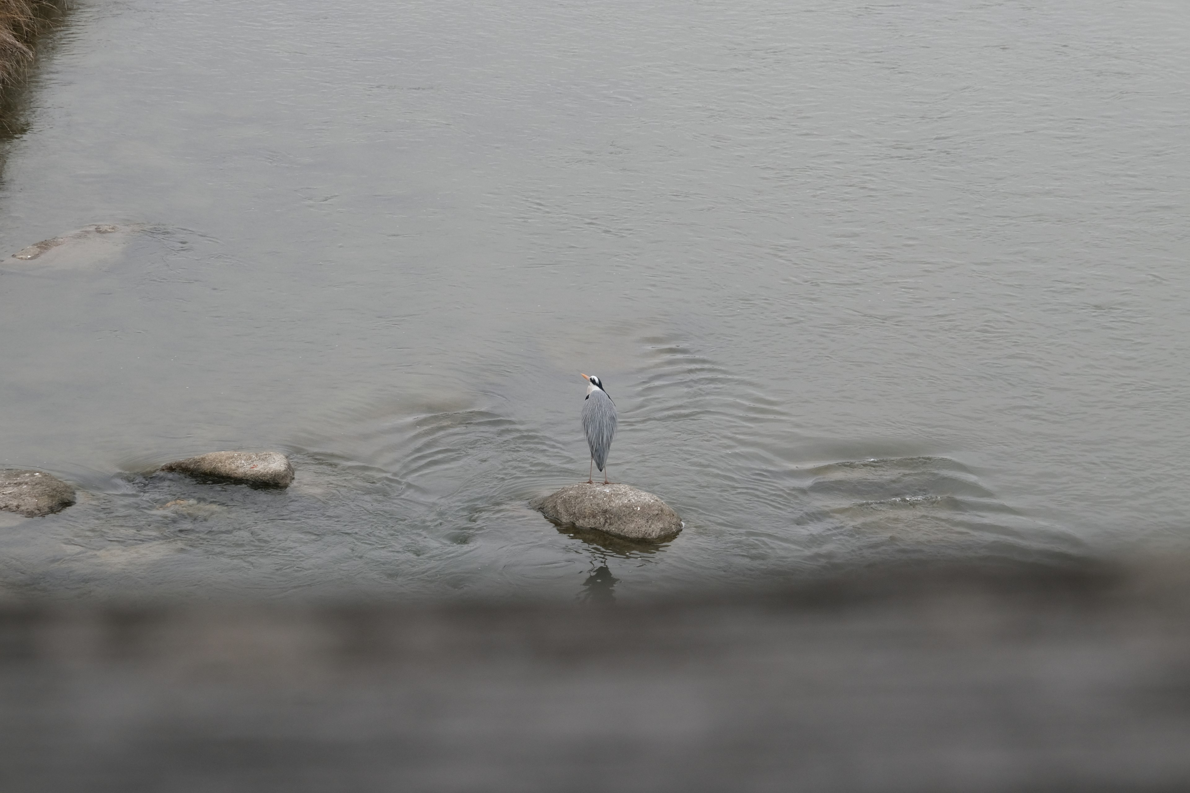 Ein grauer Reiher steht auf einem Stein am Wasser in einer ruhigen Umgebung