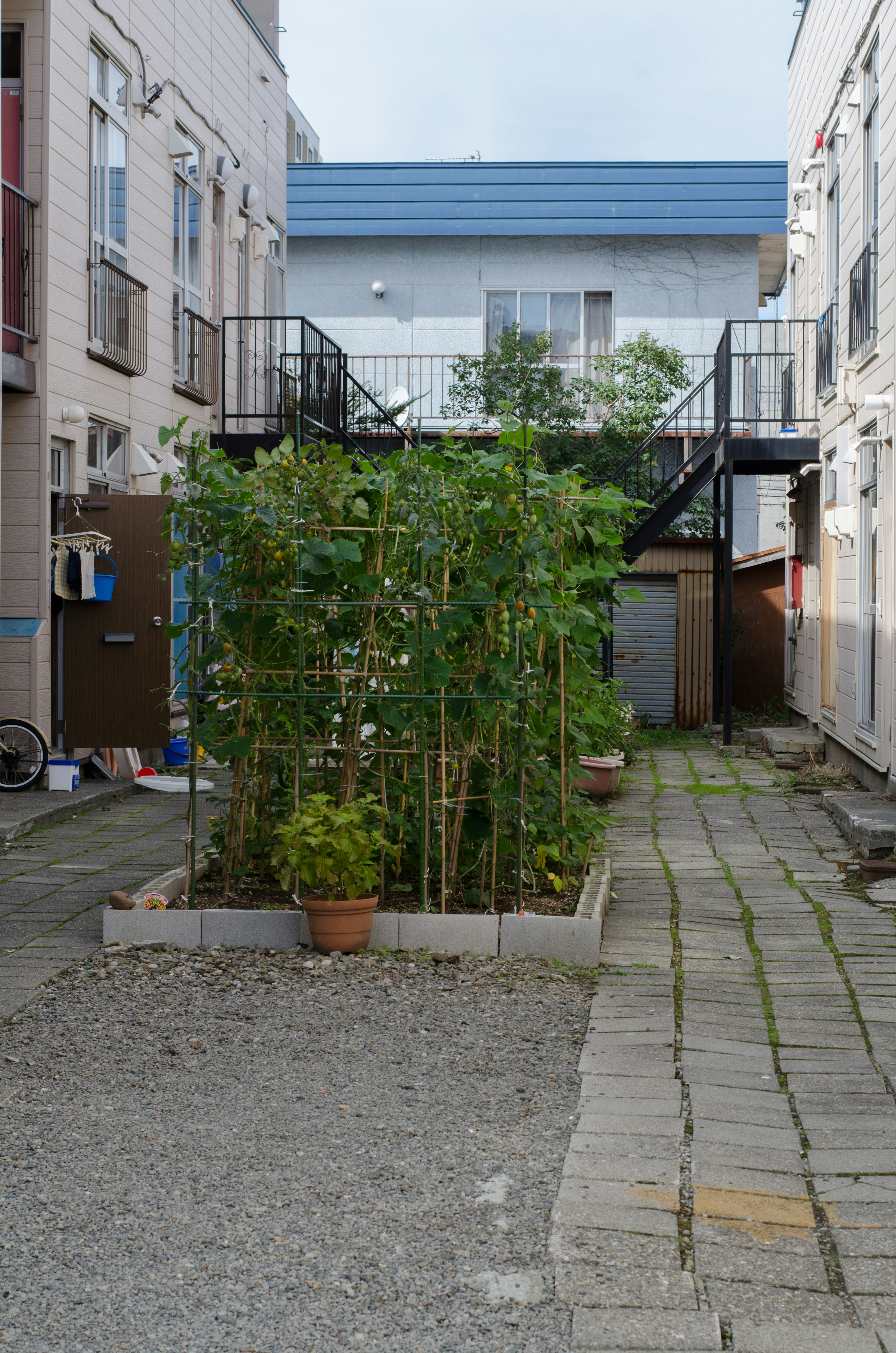 Un jardin avec des plantes vertes luxuriantes entouré d'un chemin et de bâtiments