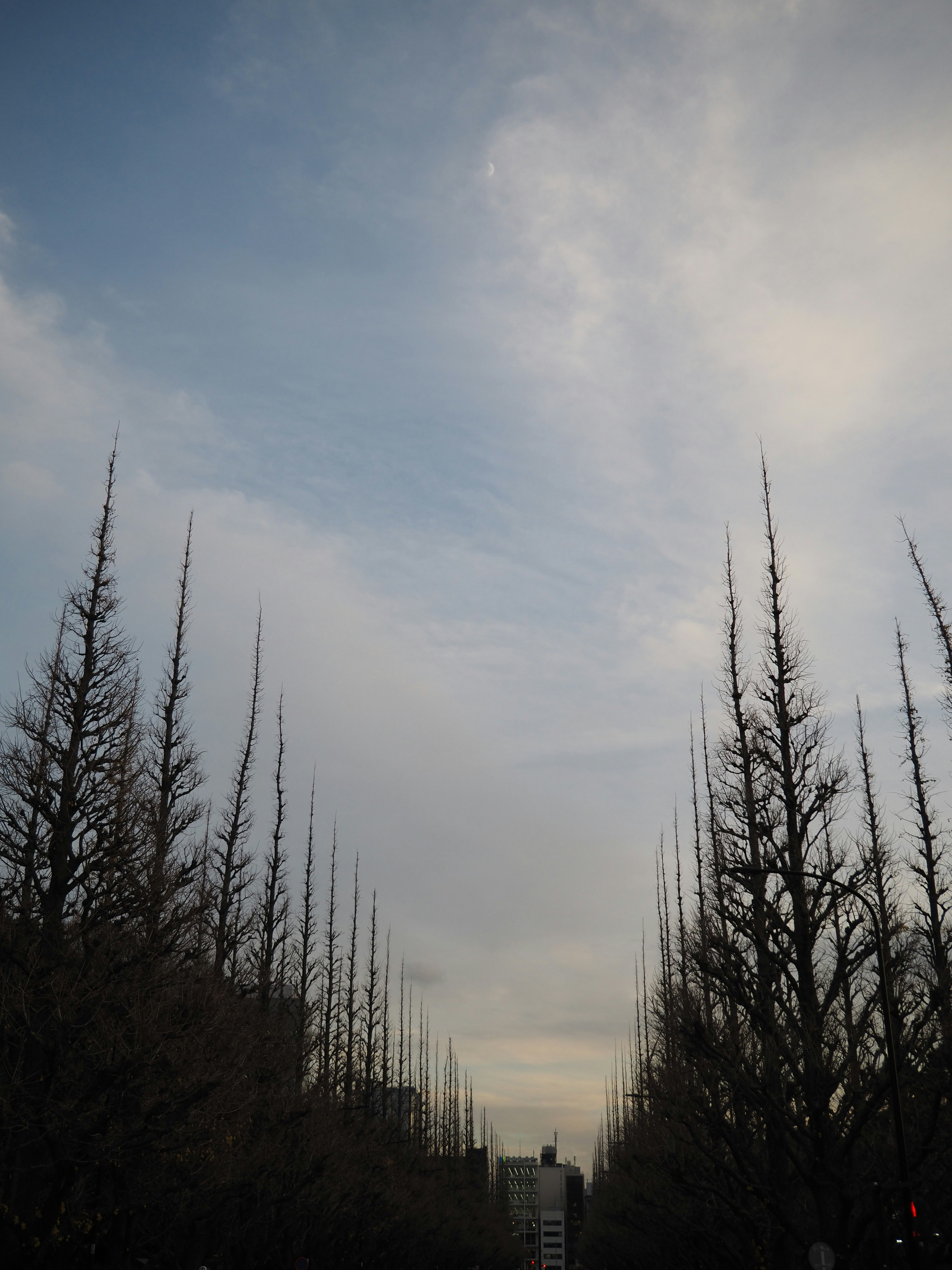 A street lined with tall trees under a blue sky with clouds