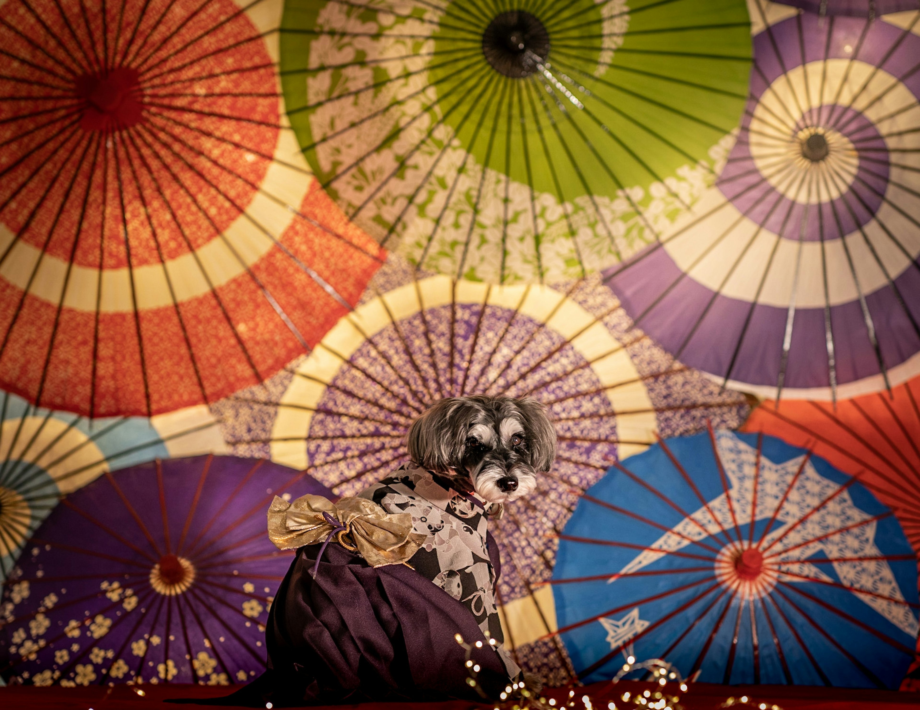 A dog dressed in a kimono sits against a colorful backdrop of traditional Japanese umbrellas