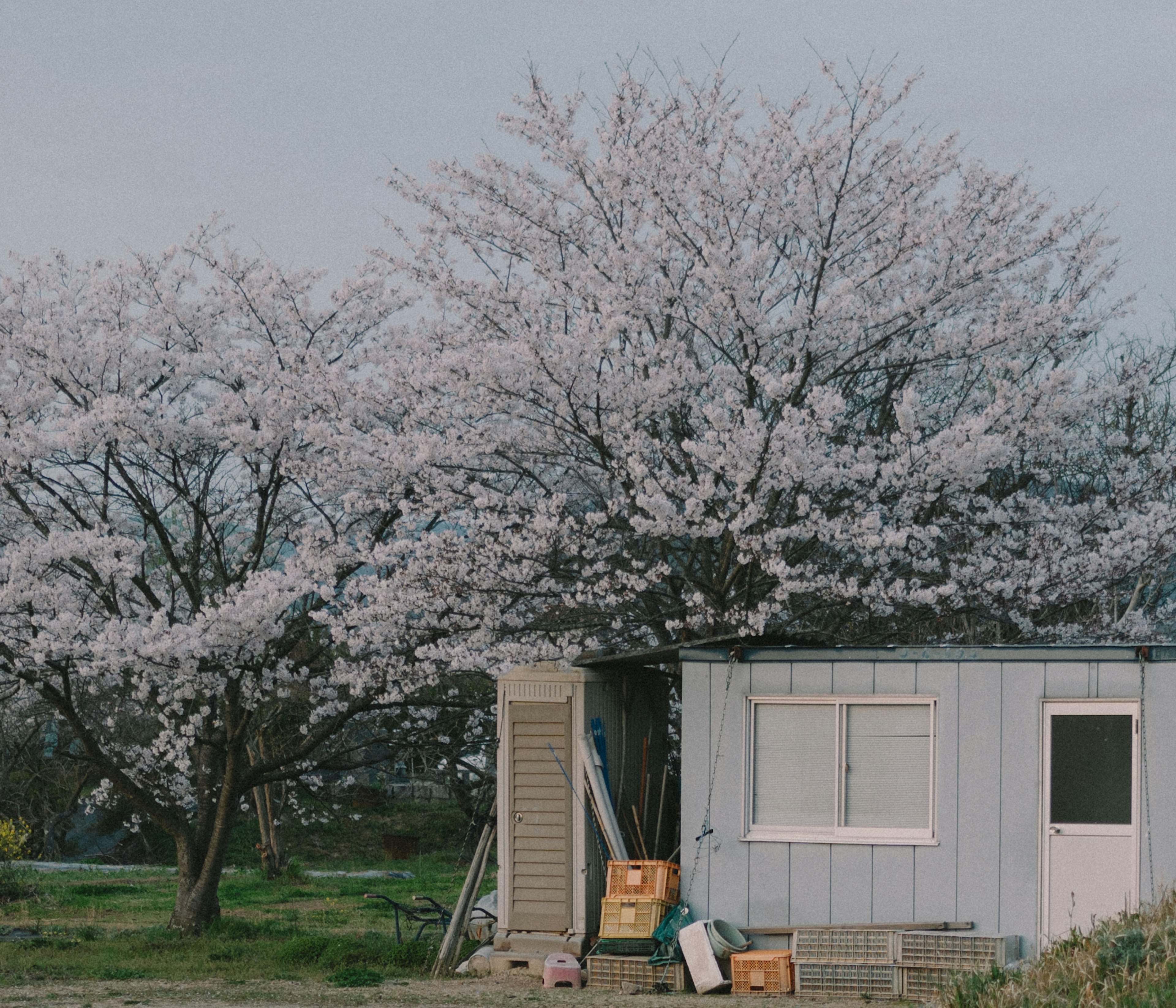 Un petit abri à côté d'arbres en fleurs de cerisier