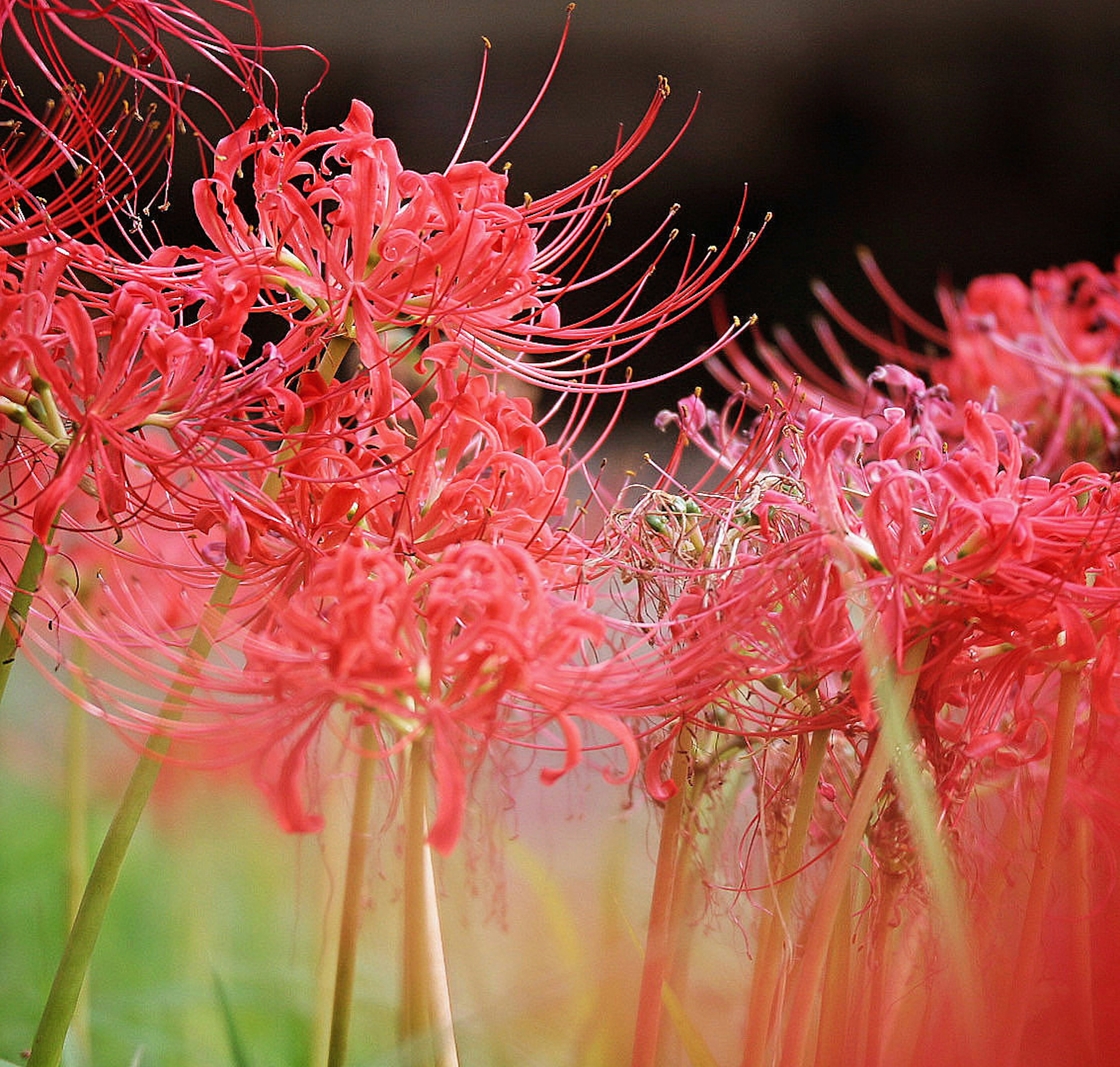 Cluster of vibrant red spider lilies blooming beautifully