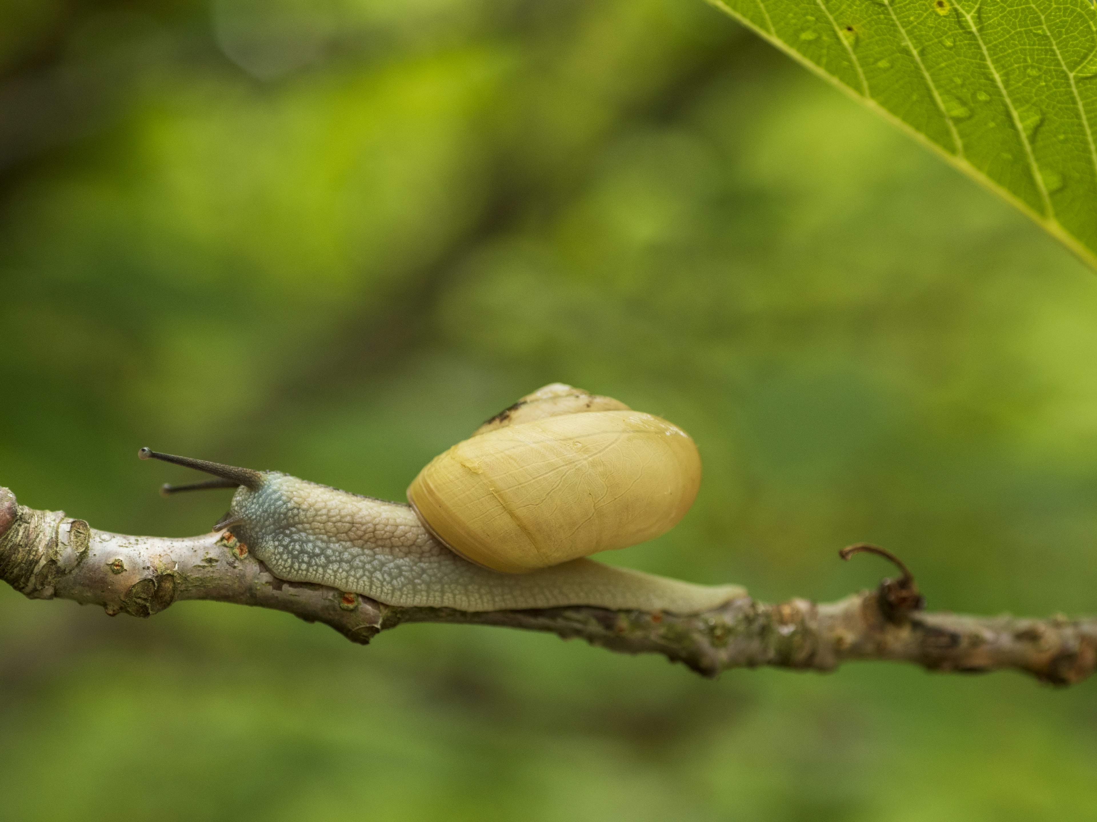 Un caracol amarillo en una rama con un fondo verde borroso