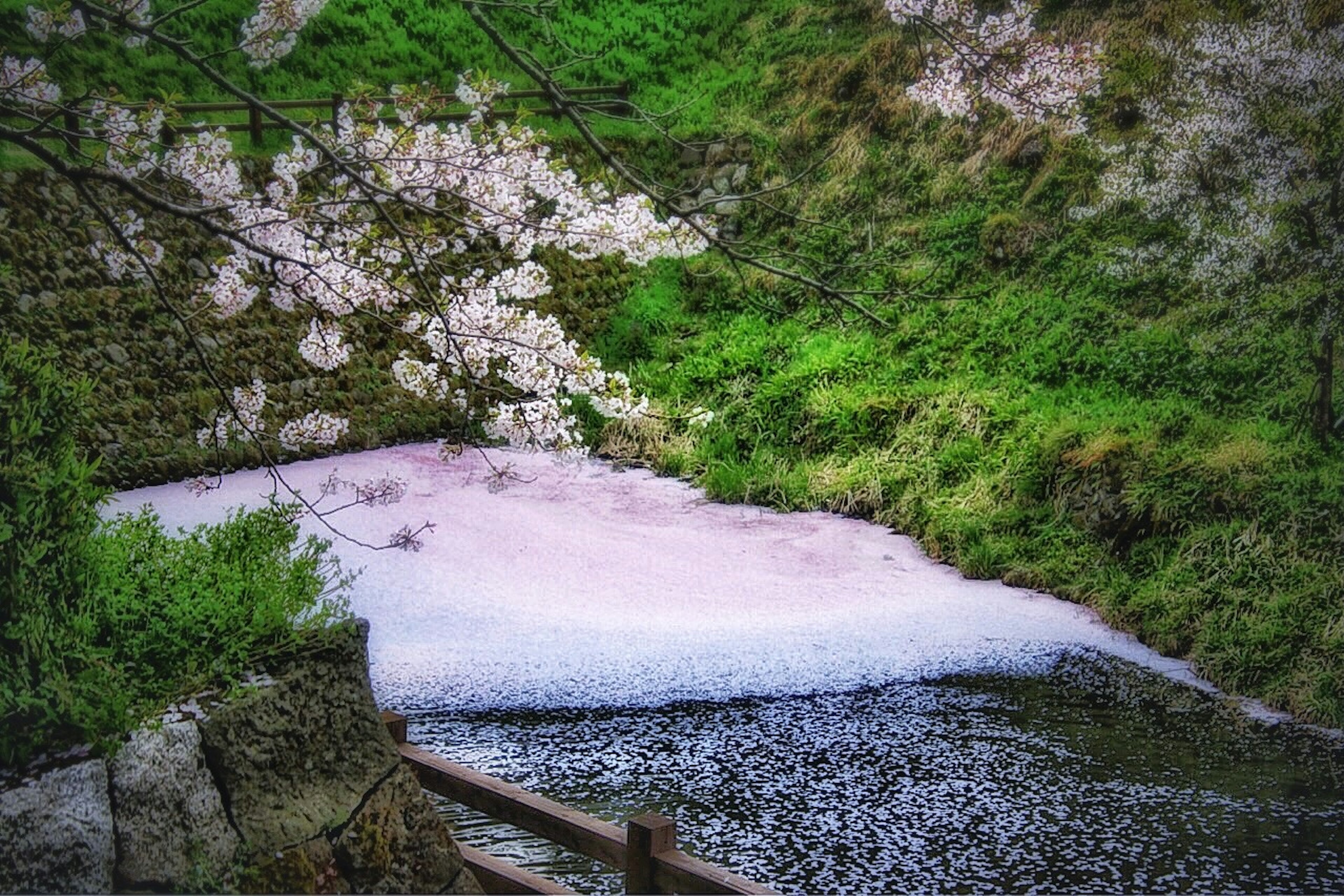 Flowing water with foam near blooming cherry blossoms and green hills