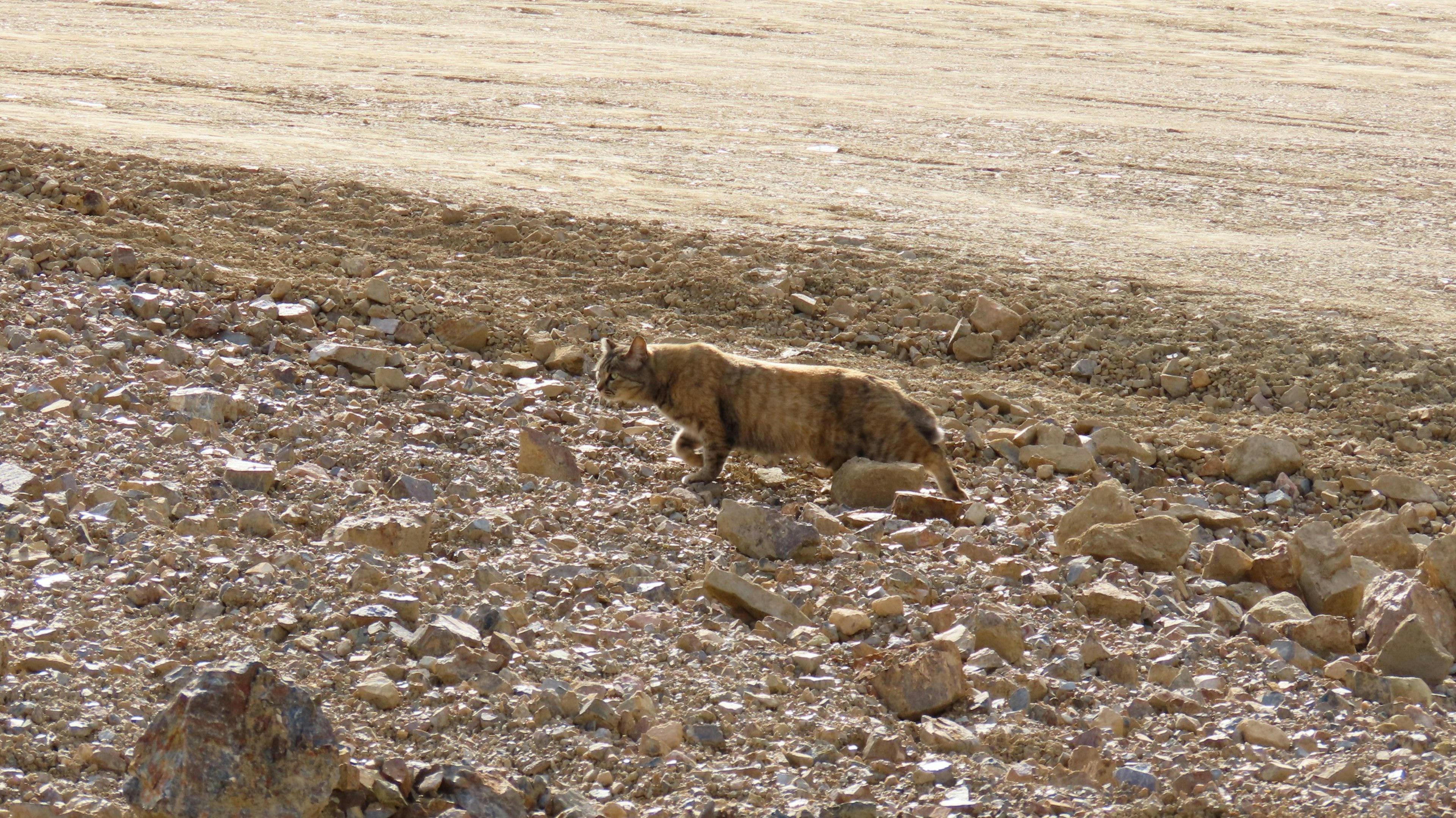 Un animale selvatico che cammina su un terreno roccioso