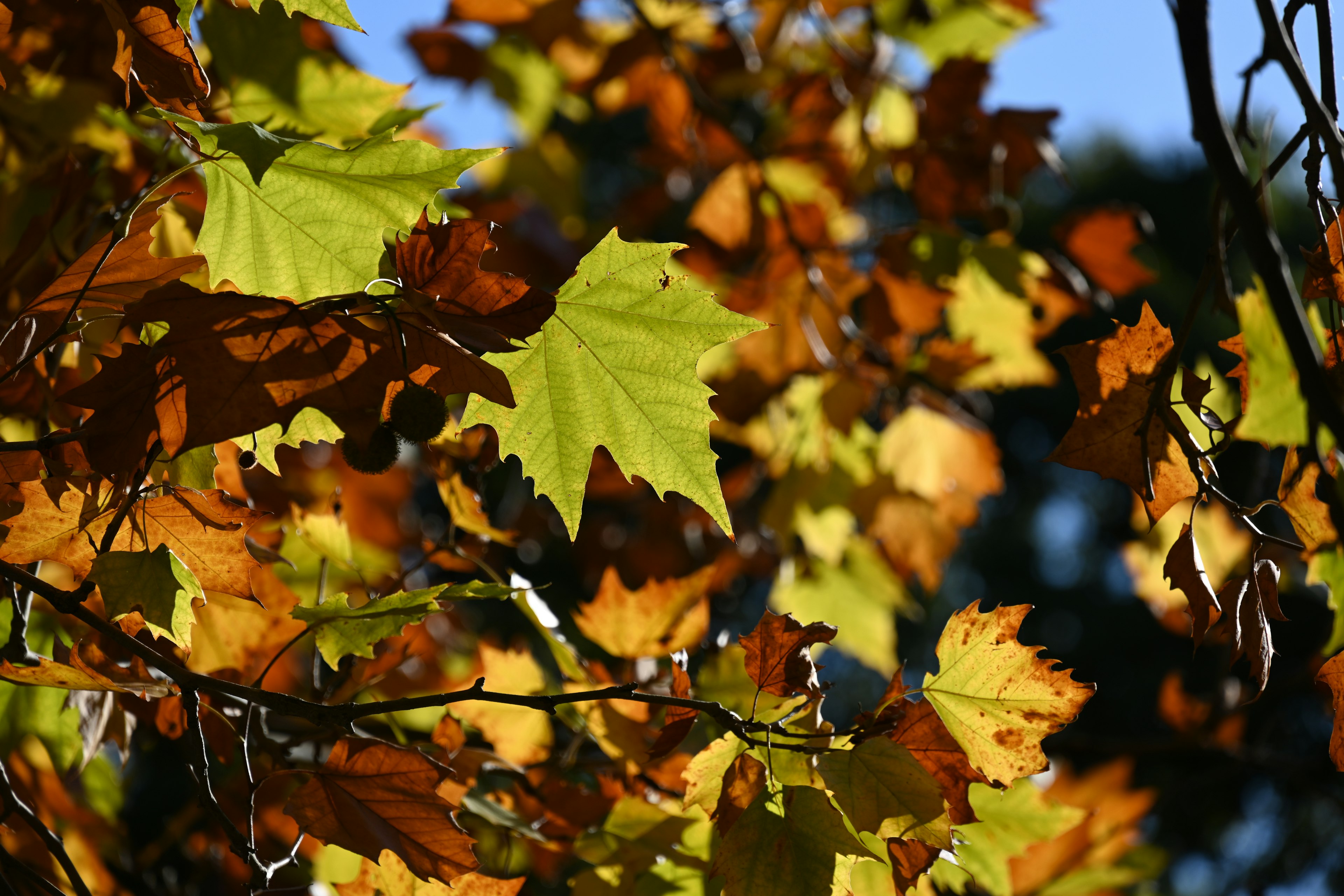 Lebendige Herbstblätter in Gelb- und Orangetönen an einem Baumzweig