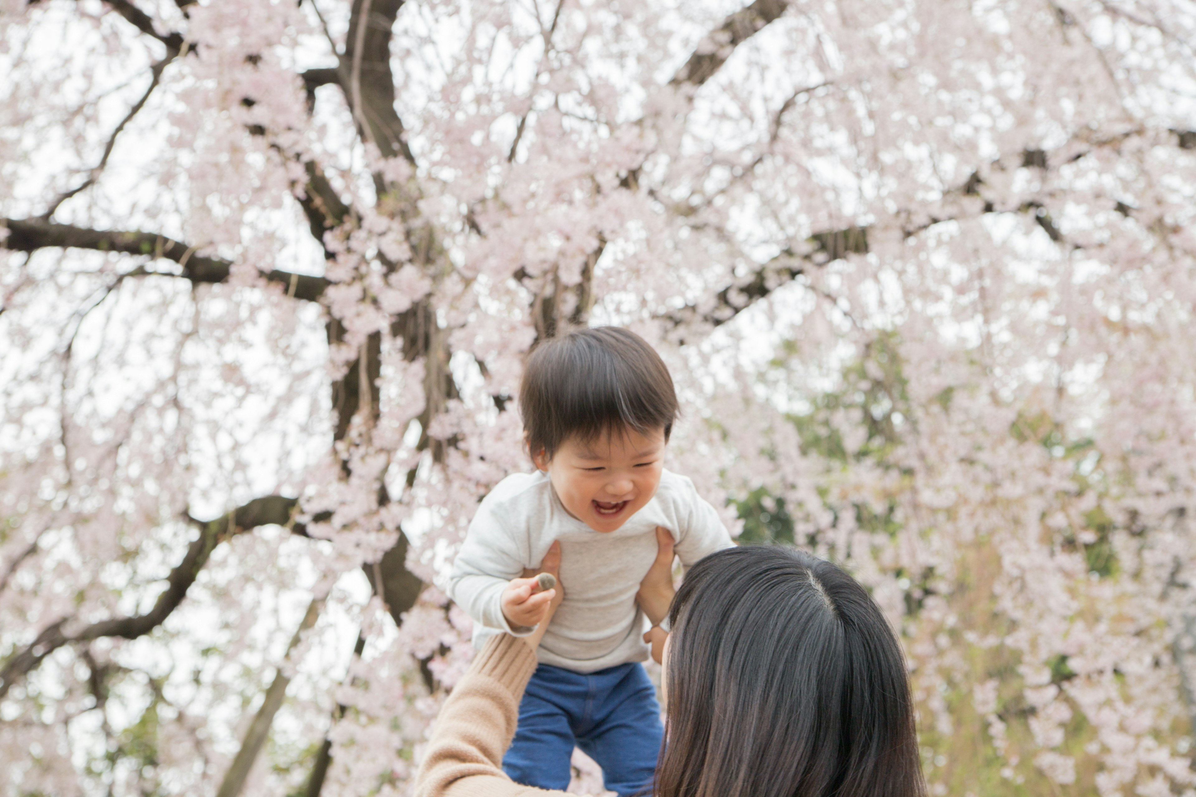 Enfant souriant porté par un parent sous un cerisier en fleurs