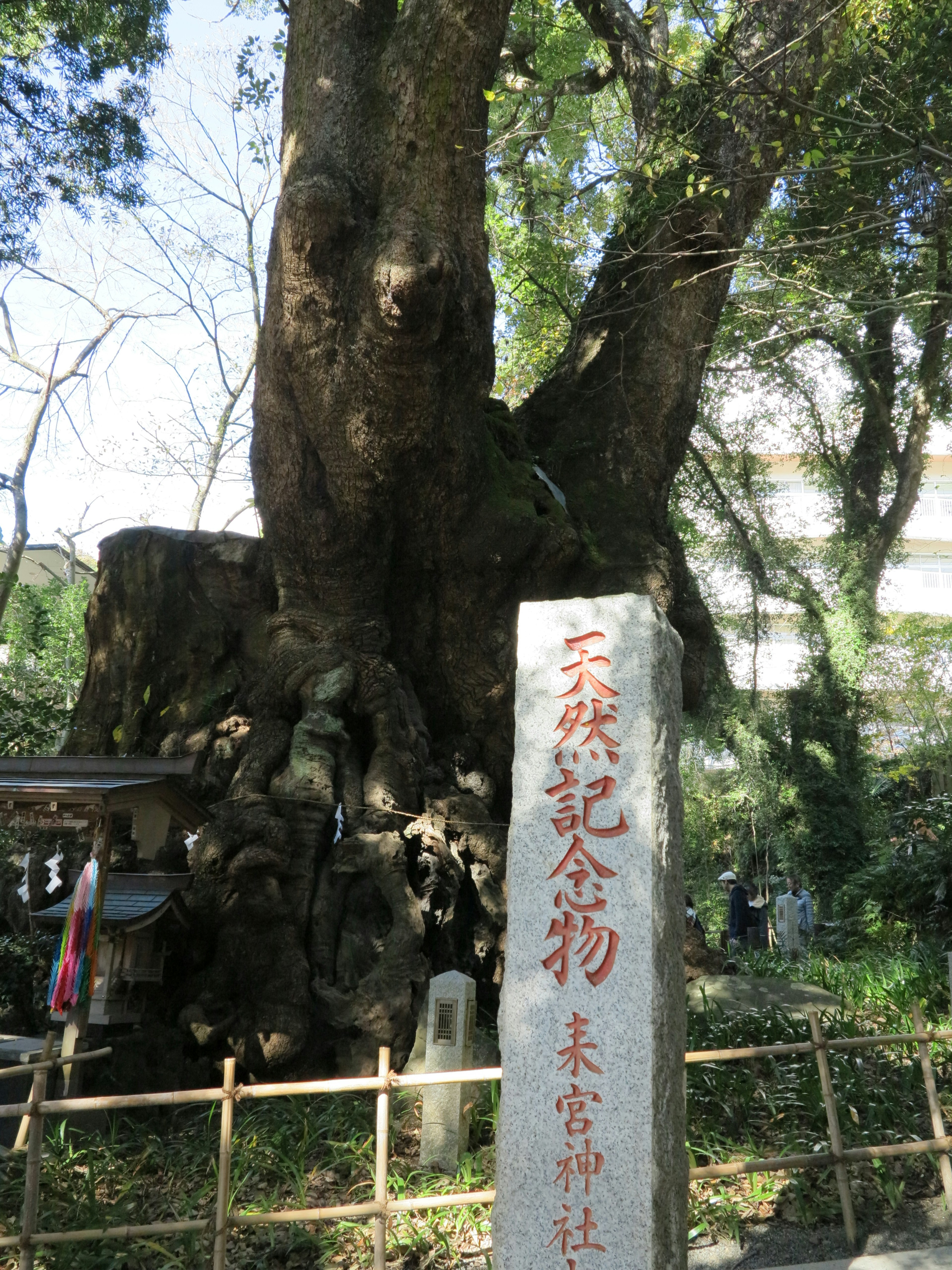 Ein großer alter Baum mit einem Steindenkmal davor