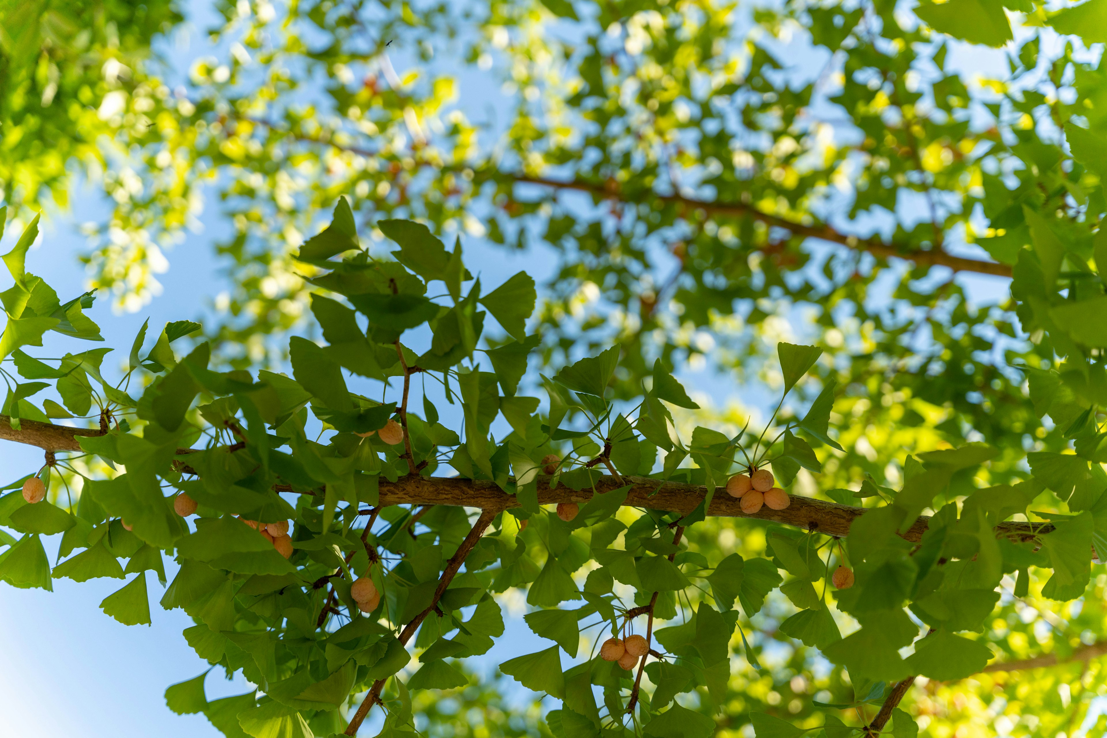 Close-up of green leaves and branches under blue sky