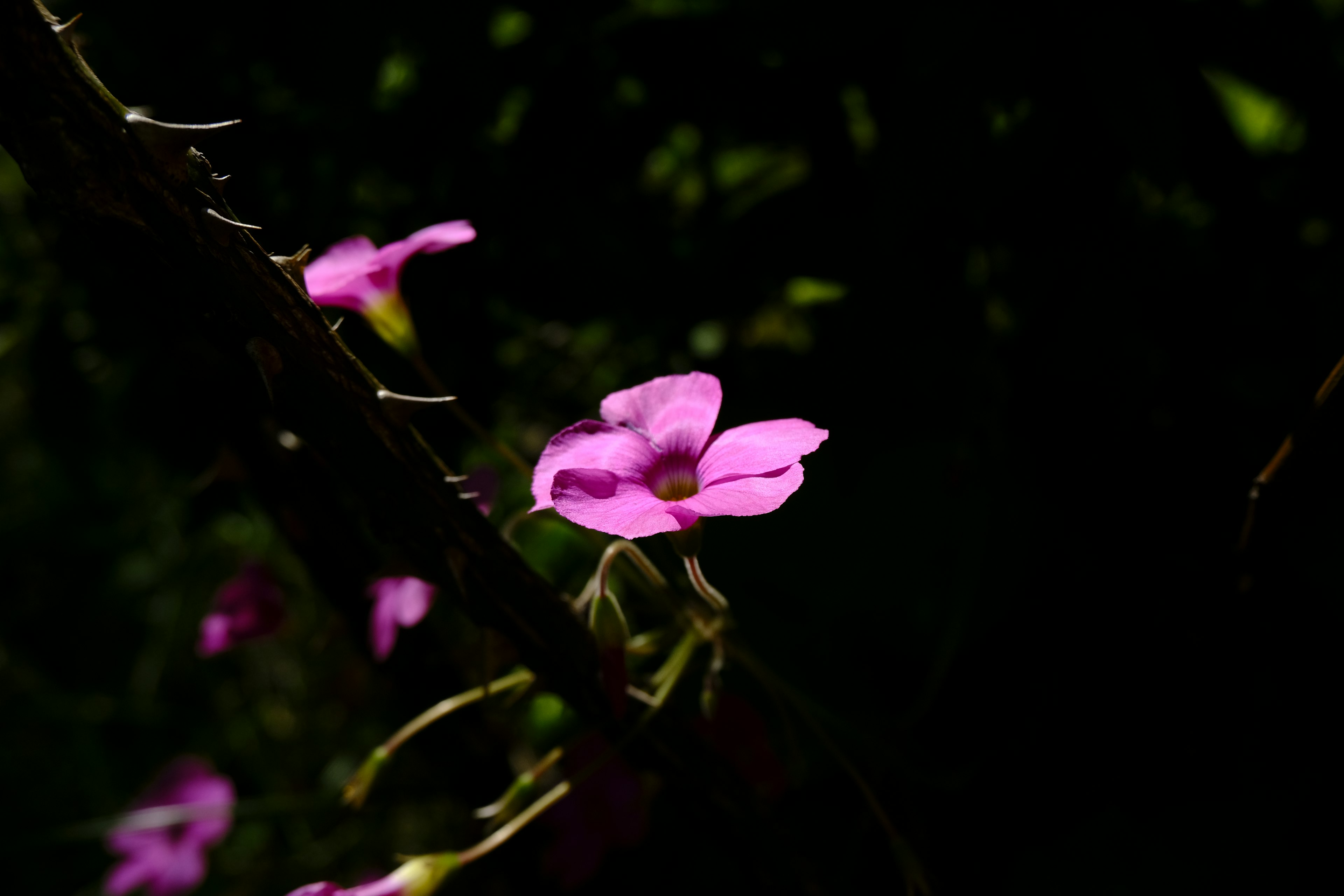 暗い背景に浮かぶ鮮やかなピンクの花