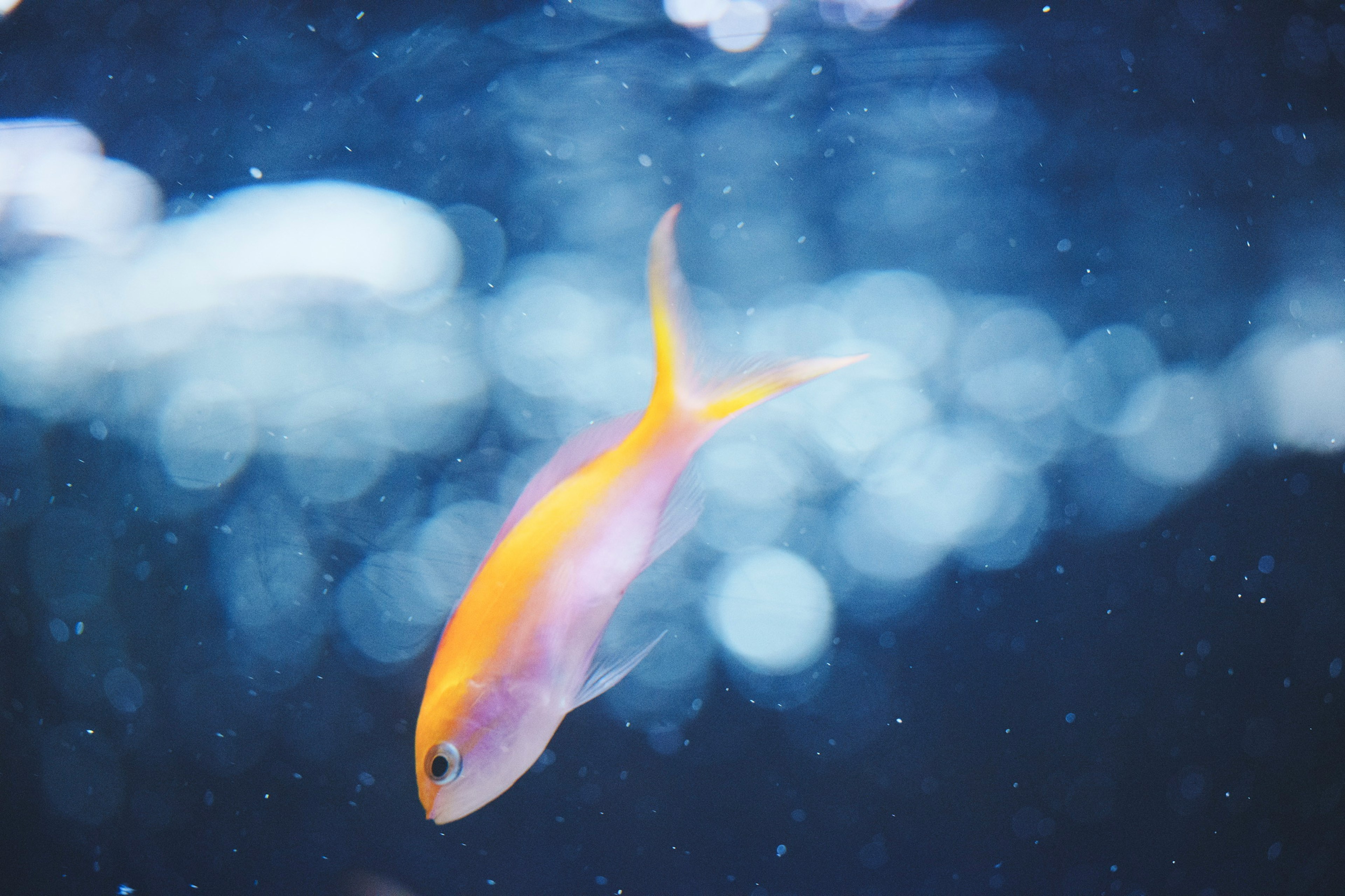 Orange fish swimming in blue water